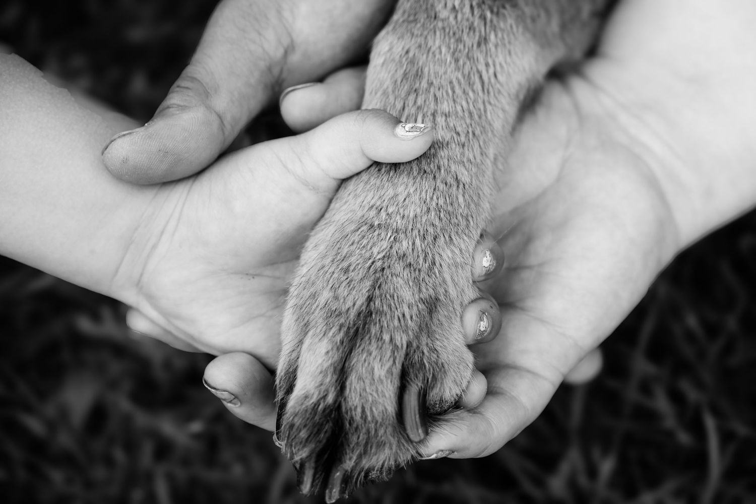 A human hand gently holds a dog's paw in a tender black and white photograph.