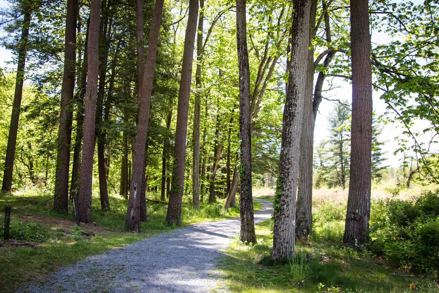 A winding gravel path leads through a sunlit forest with tall trees and green underbrush on a summer day.