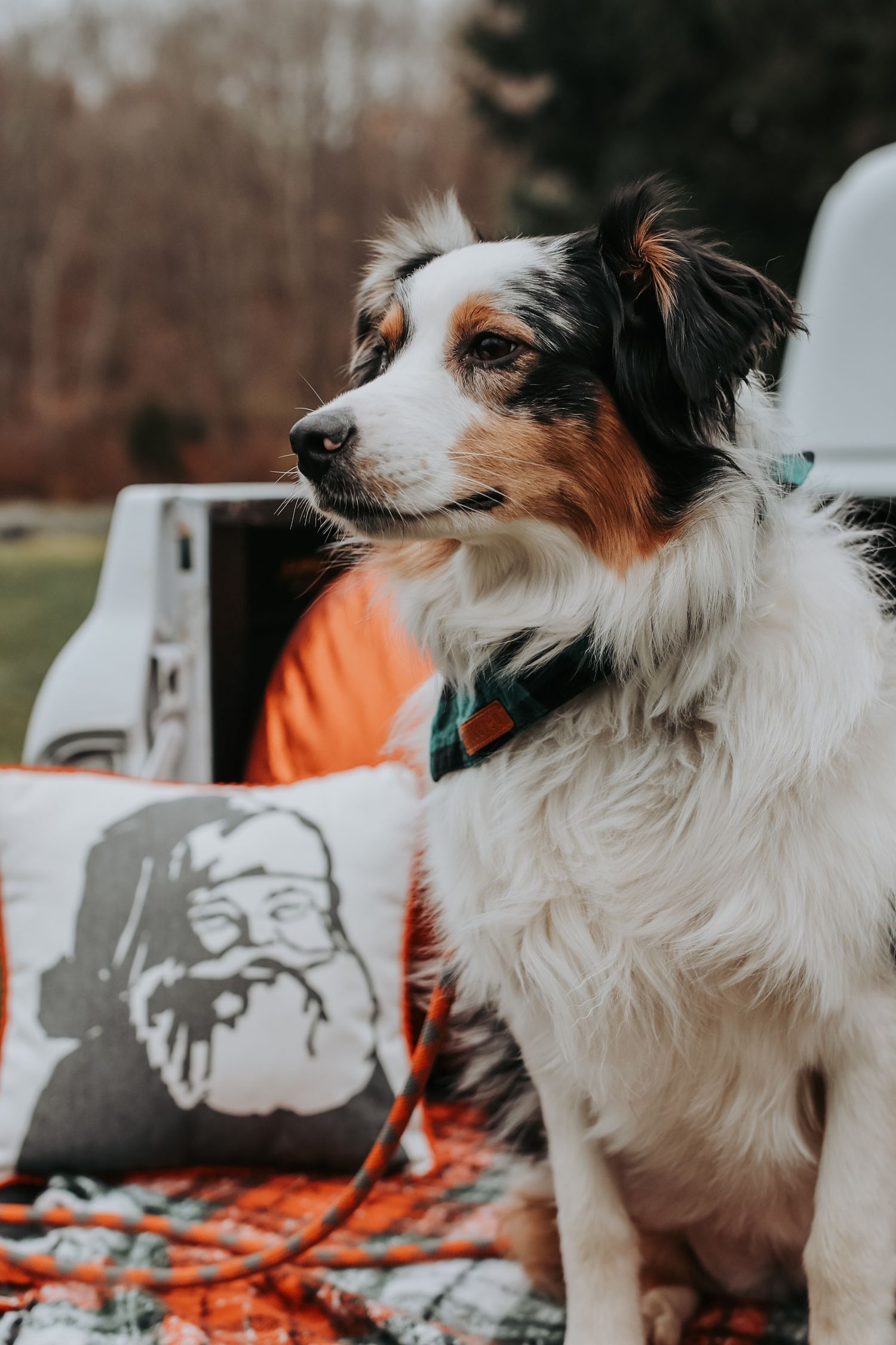 Australian shepherd dog with tricolor coat sits on blanket with Santa Claus design in outdoor setting.