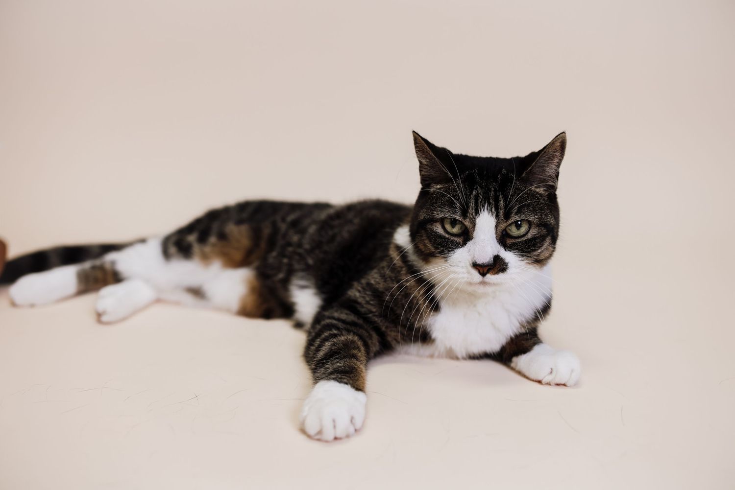 A black and white cat lying on a light surface with its paw outstretched and alert expression.
