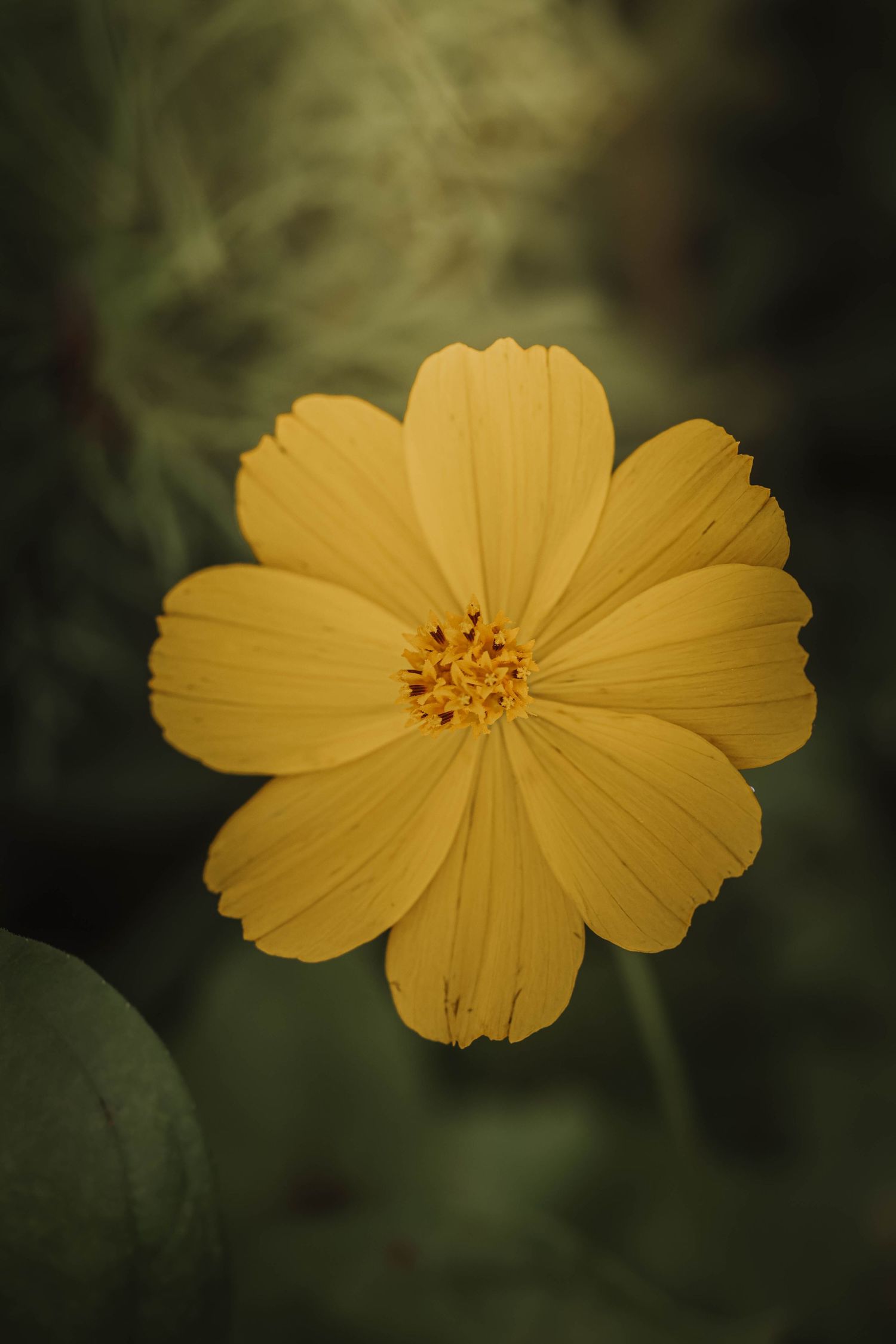 Vibrant yellow cosmos flower in full bloom with golden center, set against a soft dark green bokeh background.