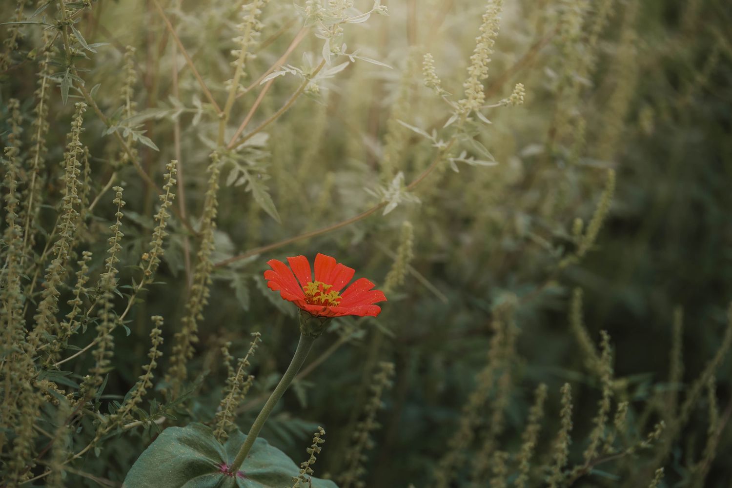 A vibrant red zinnia flower blooms among wild green plants in soft golden sunlight.