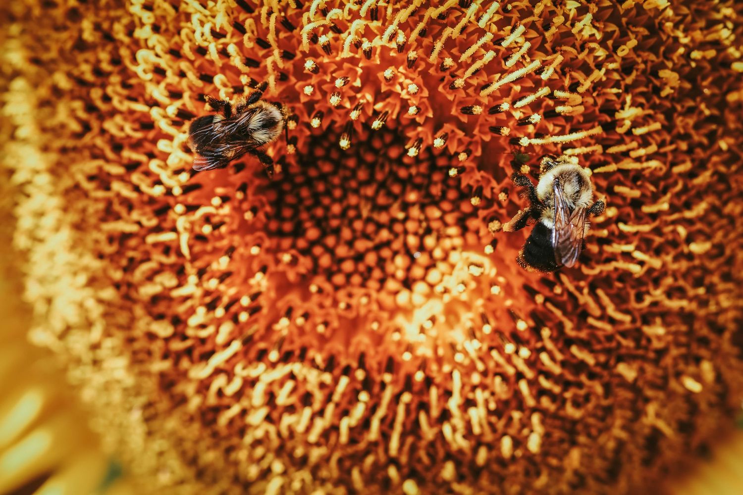 Two bees collecting pollen on a vibrant sunflower center with textured golden-red disc florets.