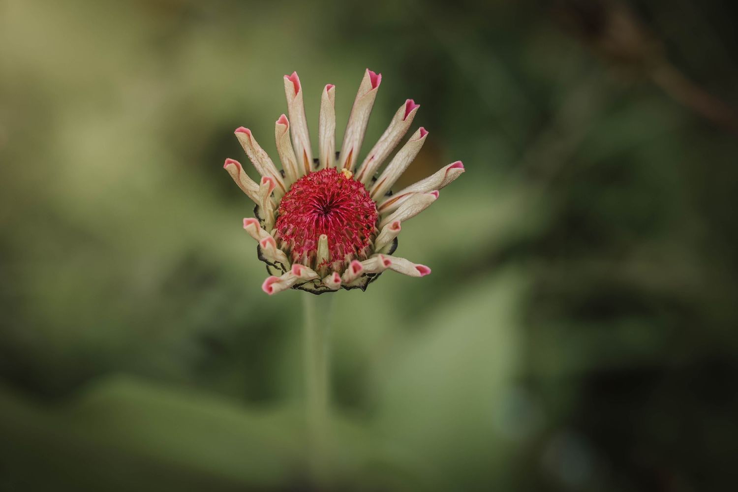 Close-up of a blooming red echinacea flower with white petals against a soft green bokeh background.