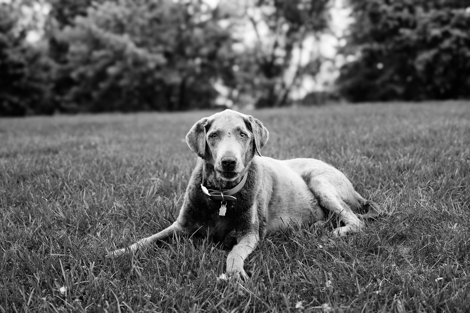 A black and white photo series showing a dog lying down in grass from different angles and positions.