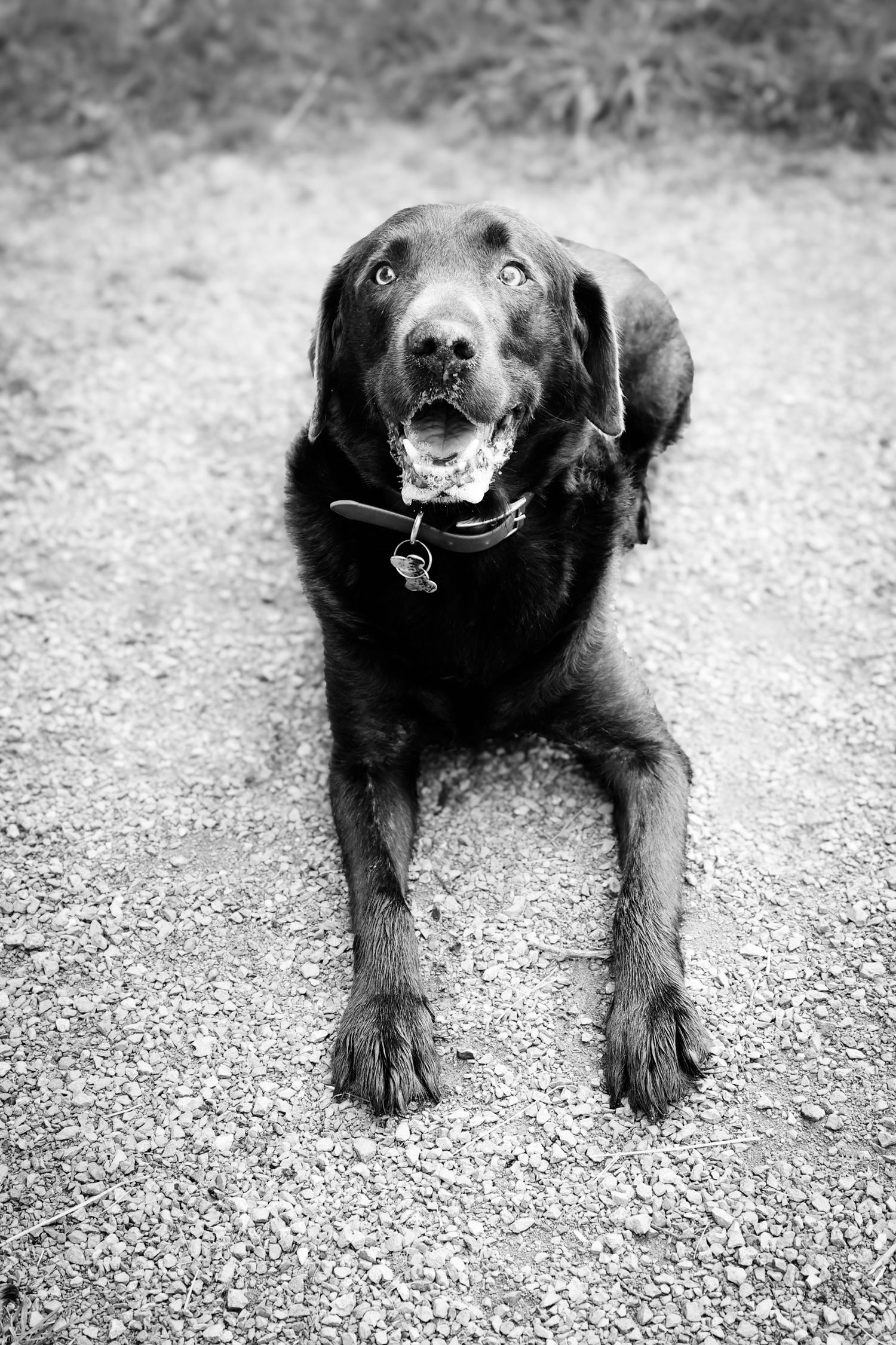 A black Labrador dog lying on gravel with a happy expression in a black and white photograph.