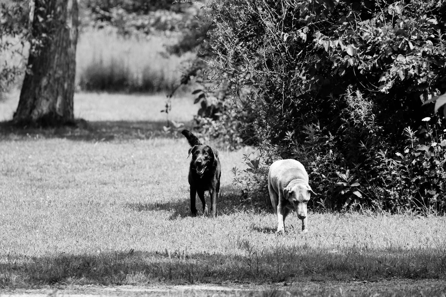 Two dogs exploring and sniffing around bushes in a black and white outdoor garden setting.