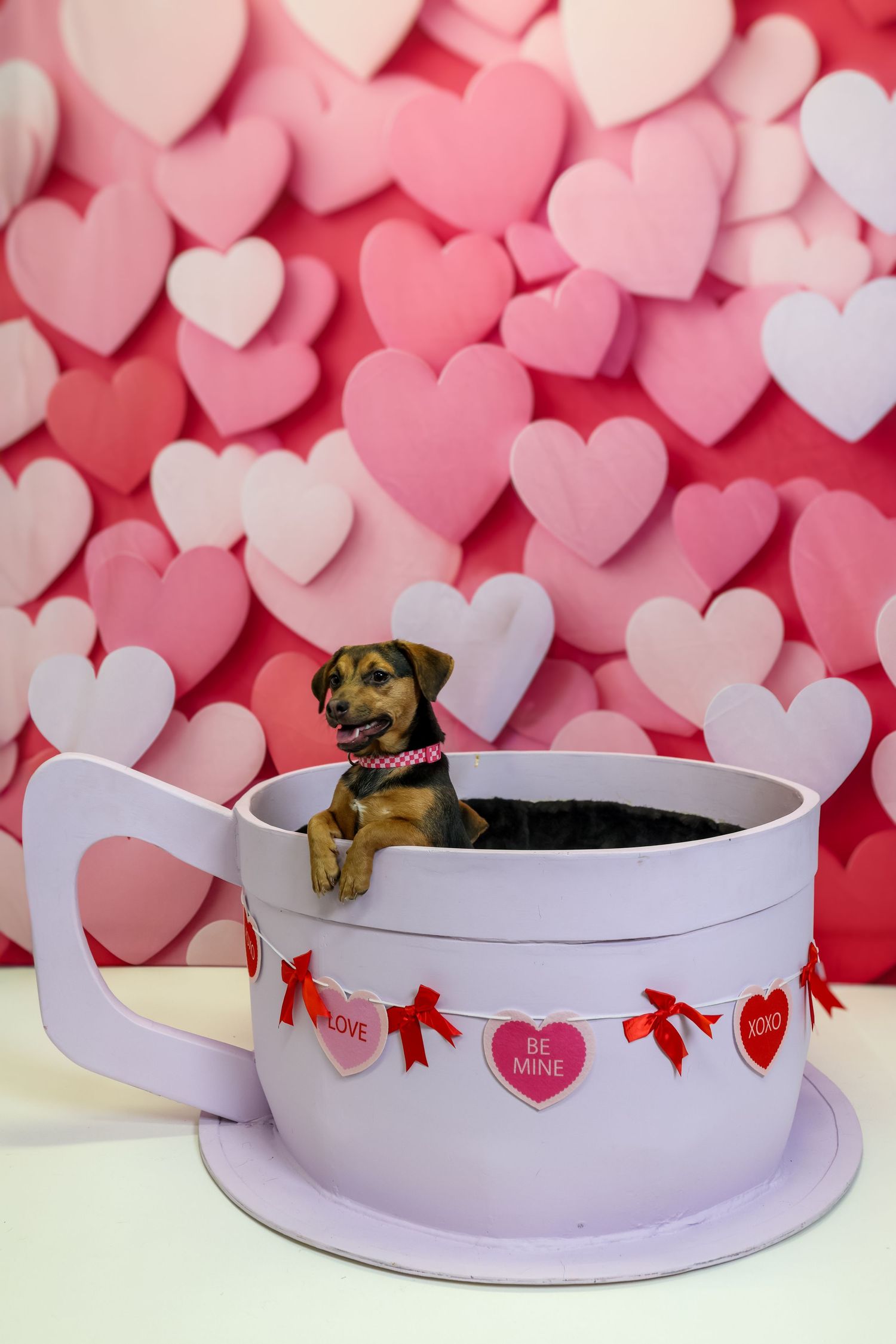 Small brown dog peeking out from behind a series of lavender-colored curved panels against a pink heart backdrop.