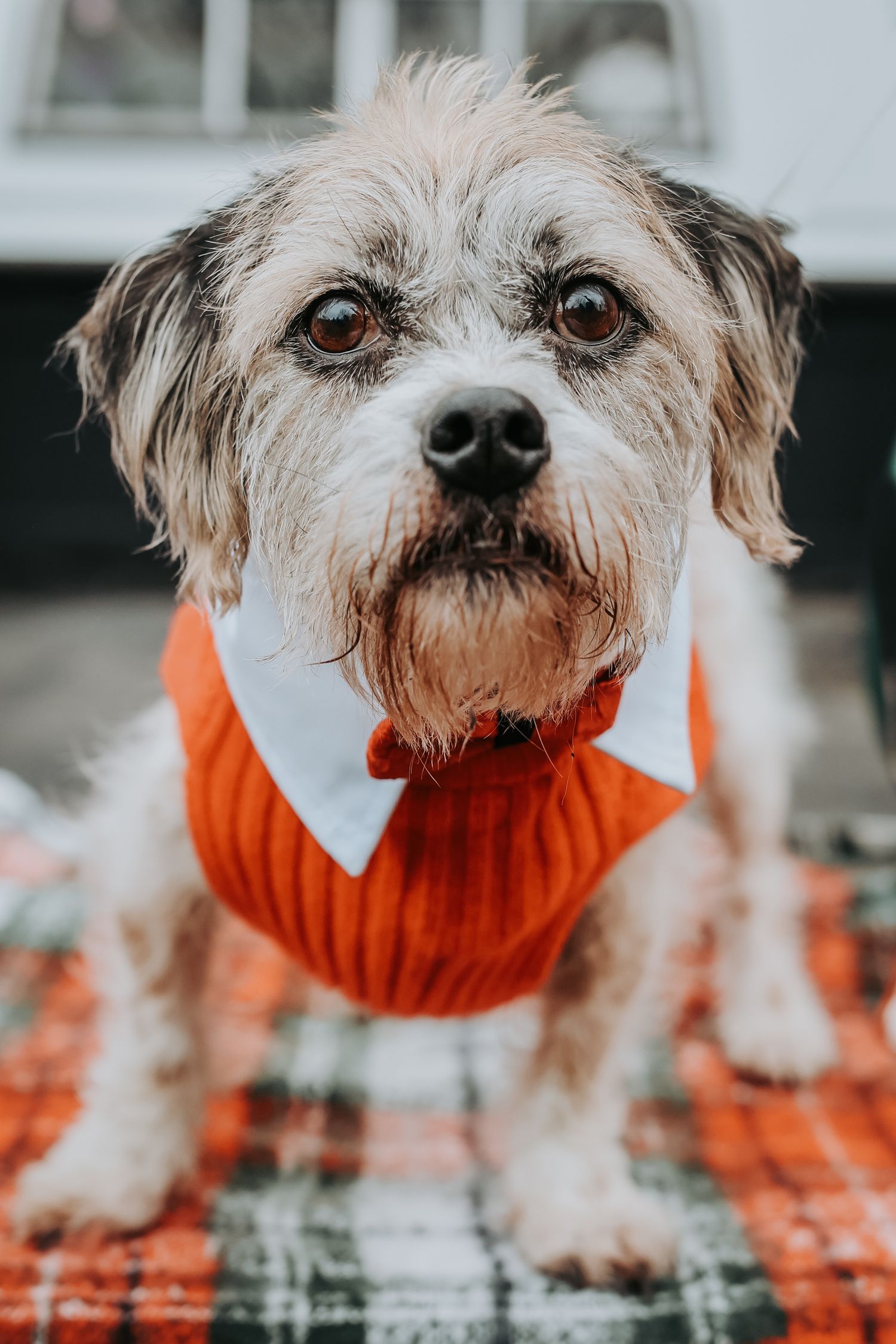 Close-up portrait sequence of a scruffy white dog wearing an orange sweater looking at the camera.