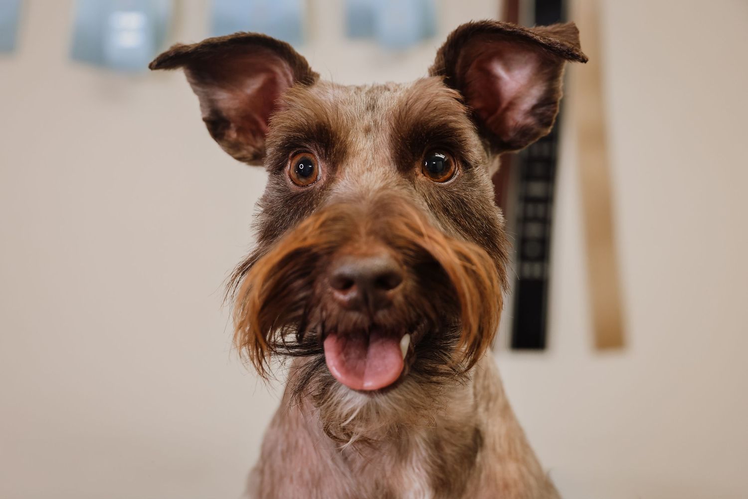 A series of six photos showing a brown Yorkshire Terrier dog making different playful facial expressions.