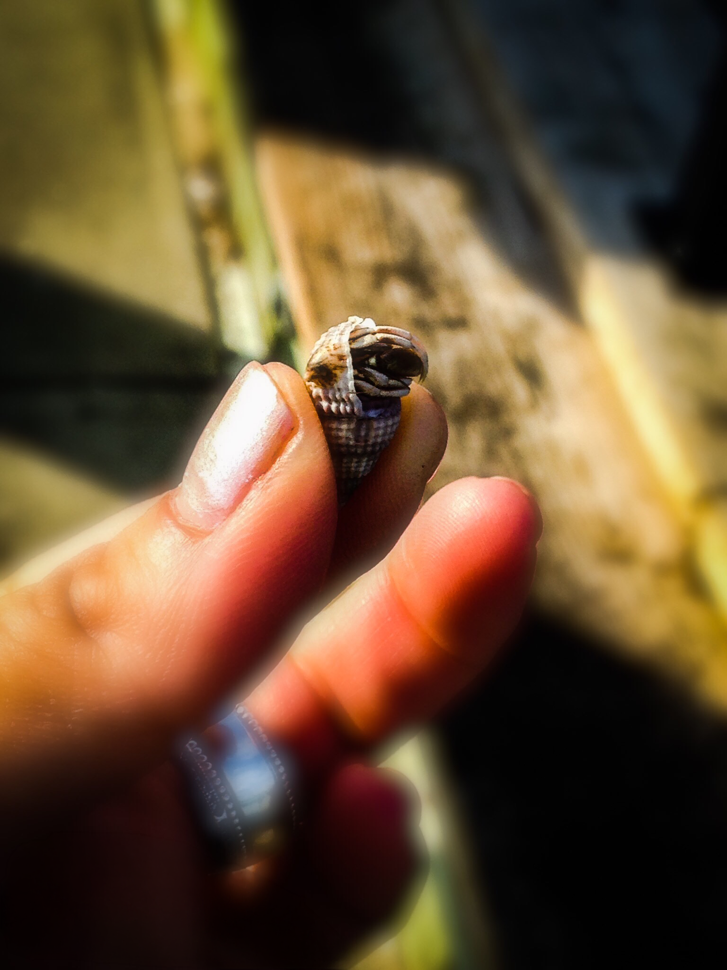 Close-up of a hand holding a small striped cone snail shell between two fingers outdoors.