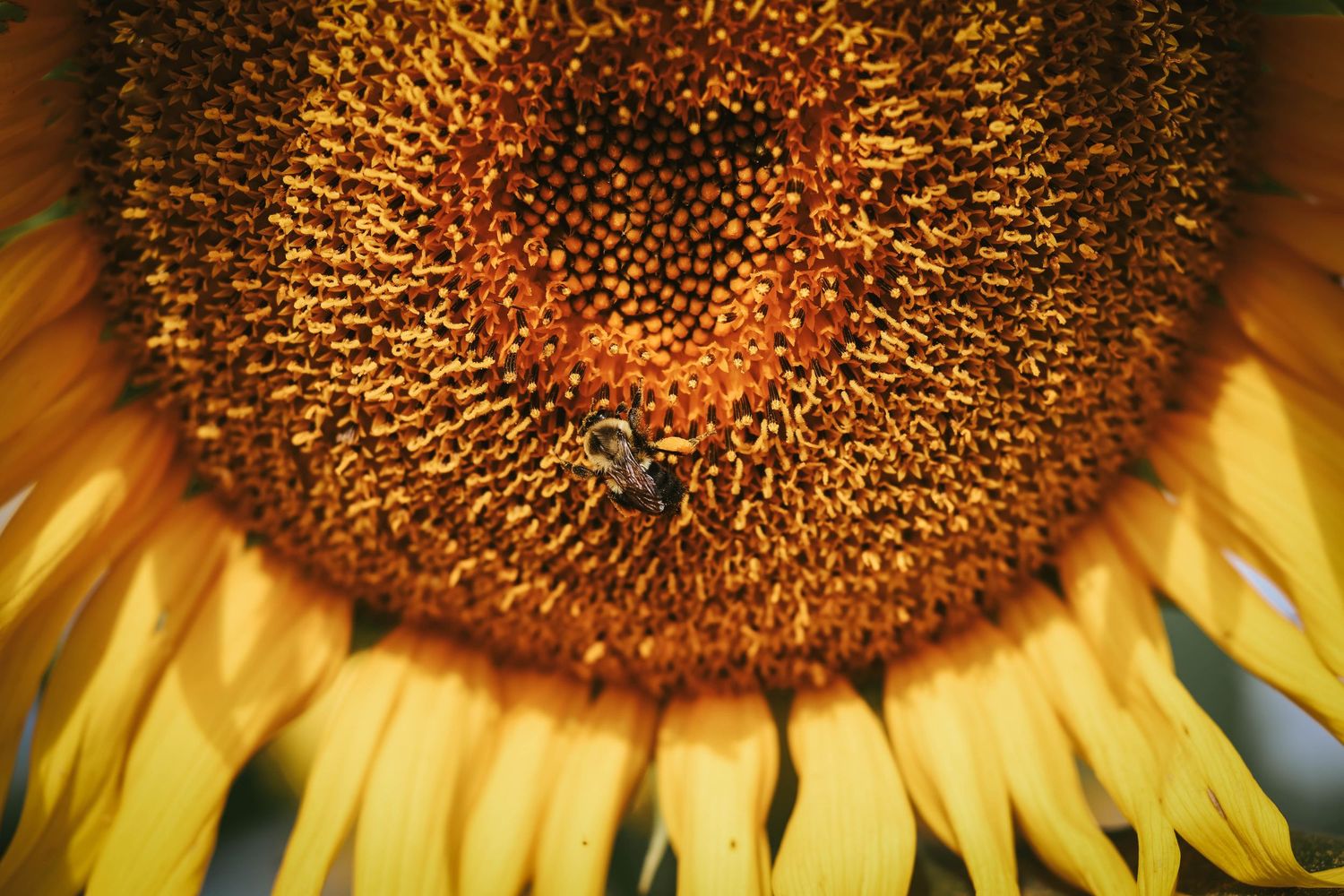 A close-up of a sunflower's golden center with a bee collecting pollen on its textured disc florets.