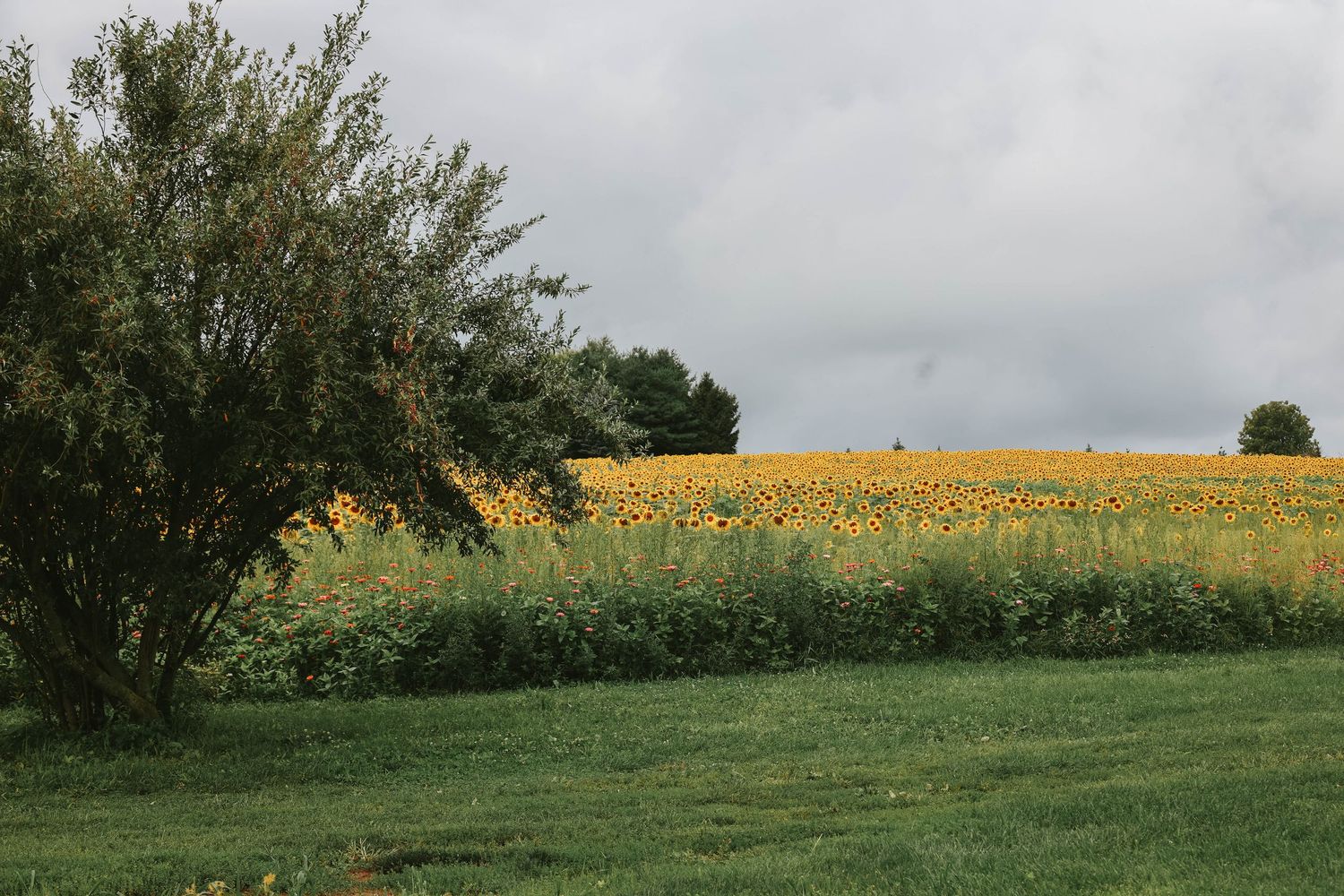 A vast sunflower field in full bloom stretches across a rural landscape beside a green tree under a cloudy sky.