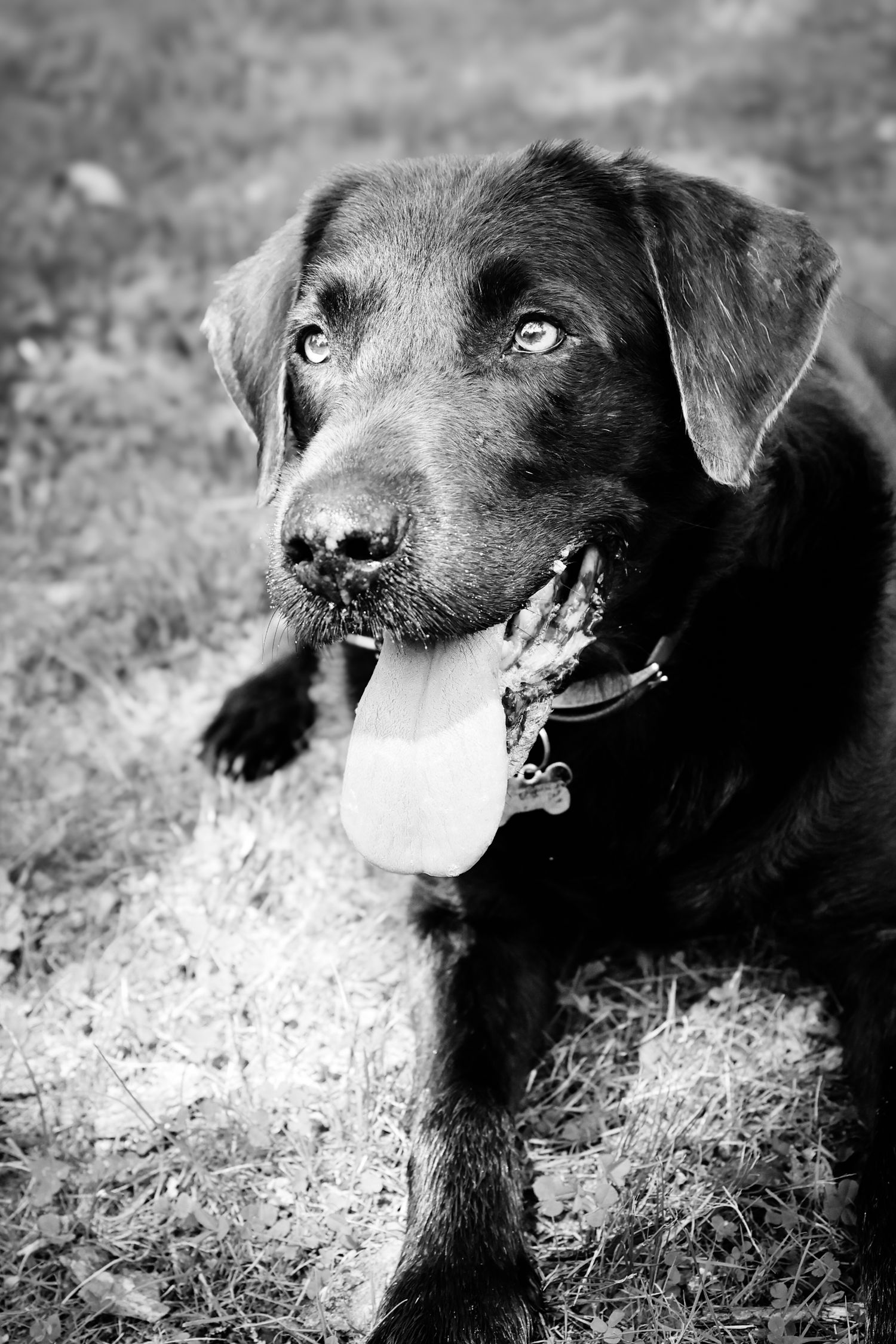 Black dog resting on hay in black and white artistic portrait series showing different angles and expressions.