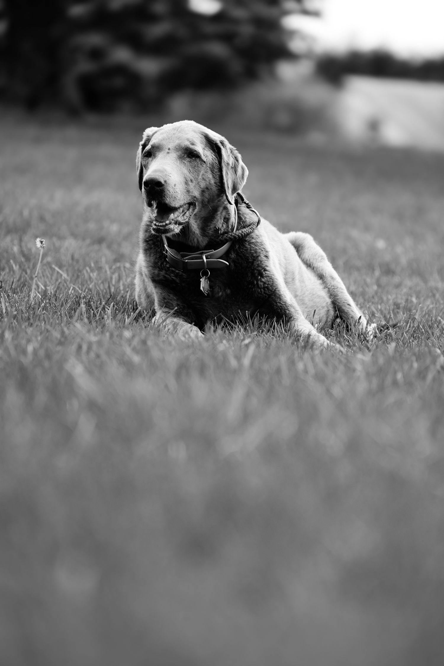 Black and white photo series of a dog lying in grass with a soft bokeh background effect.