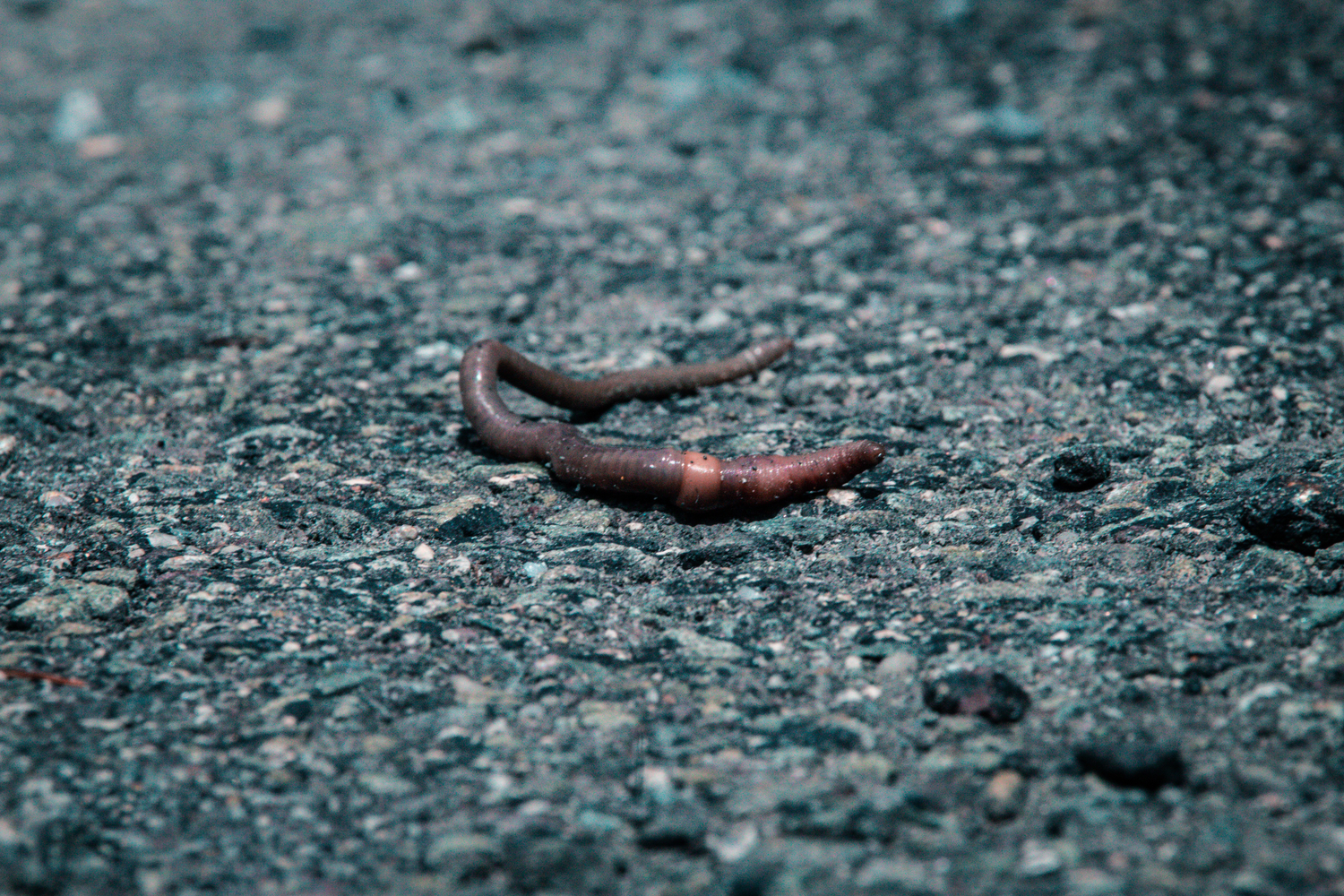 Two earthworms crawling on wet dark asphalt pavement after rain.