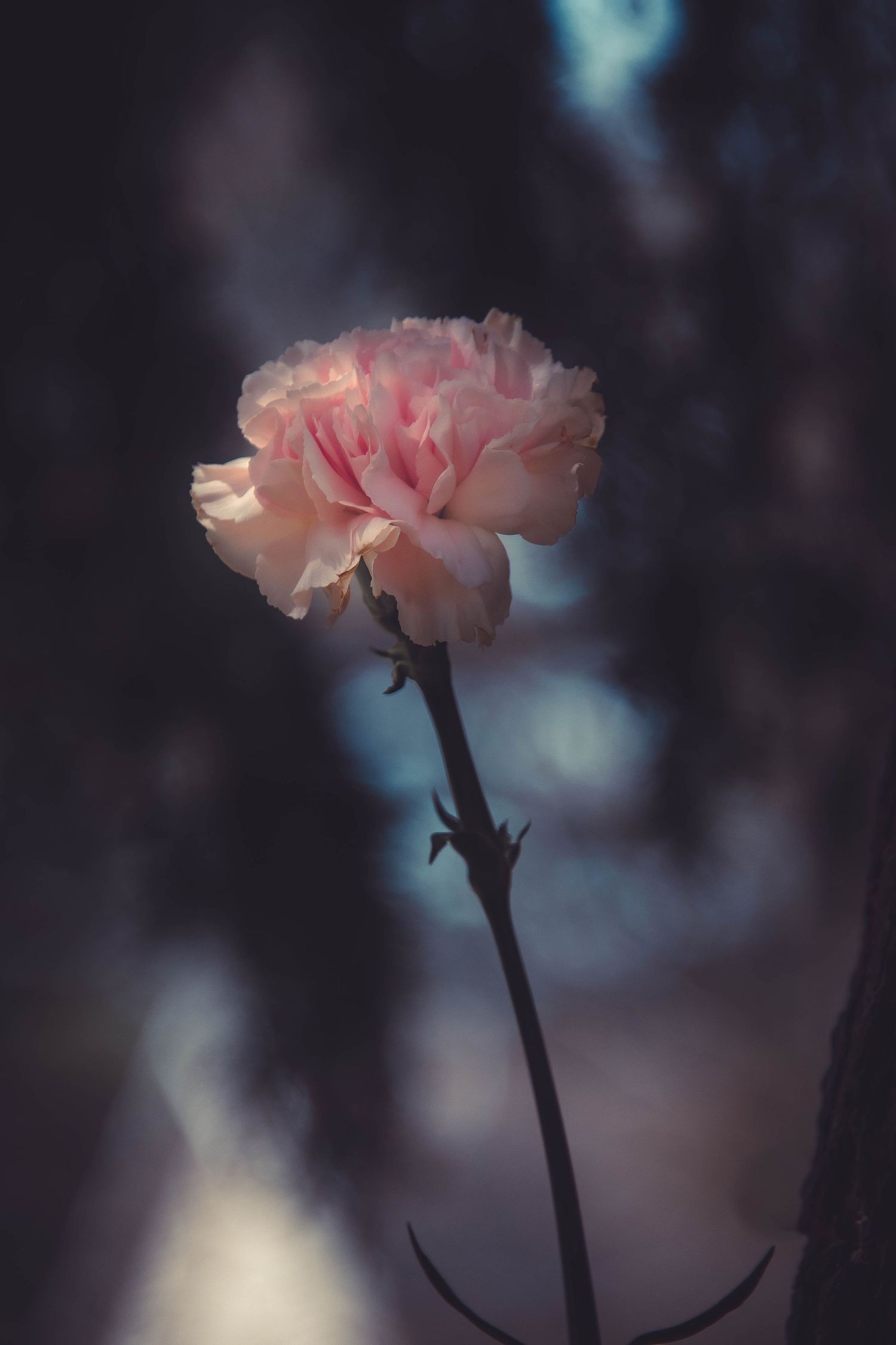 A delicate pink carnation flower blooms against a dark blurred background with soft bokeh lighting effects.