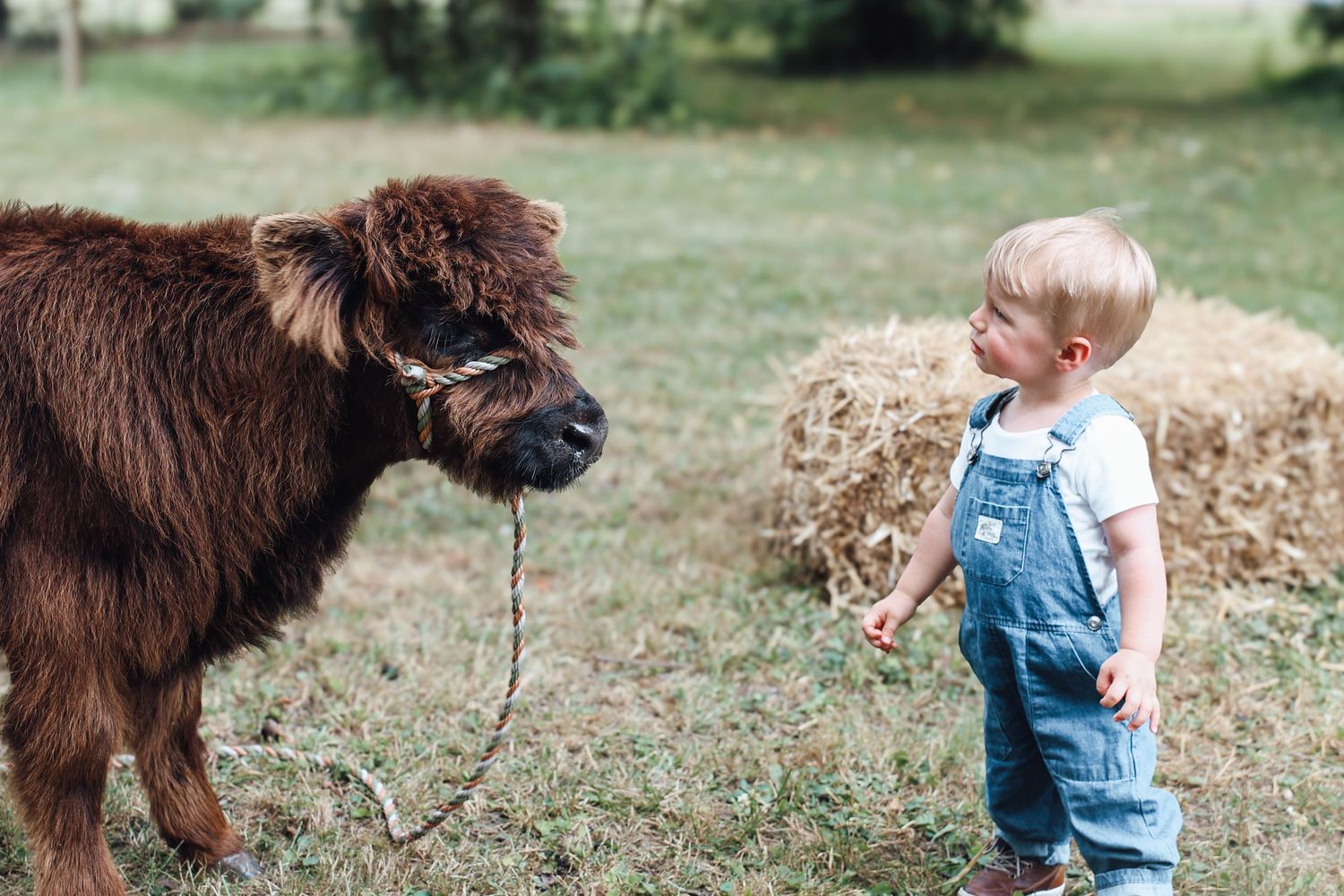 A small brown highland calf and a child in blue overalls share a curious moment in a grassy field.