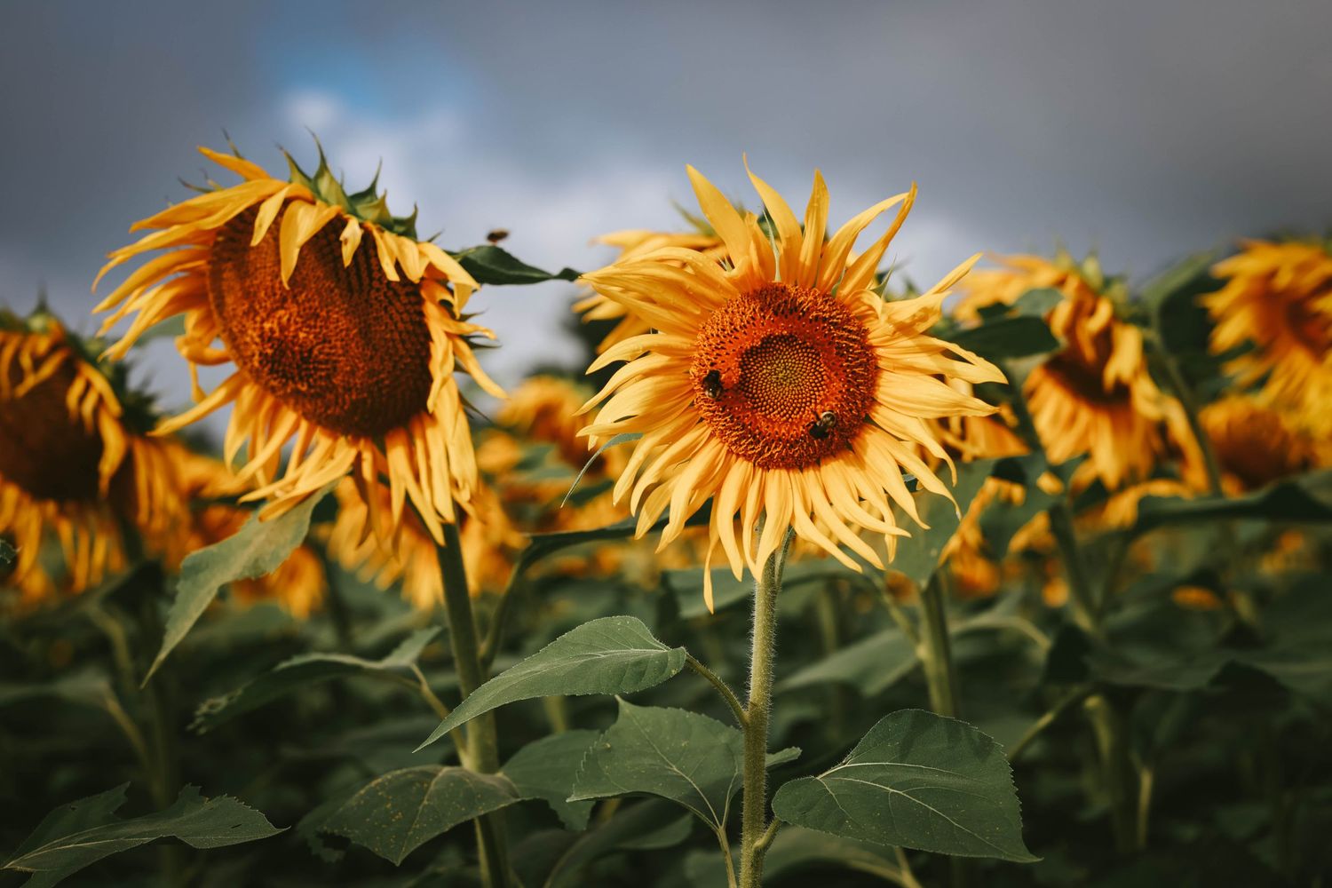 A vibrant field of golden sunflowers with green leaves under a cloudy sky, with a bee visible on one bloom.