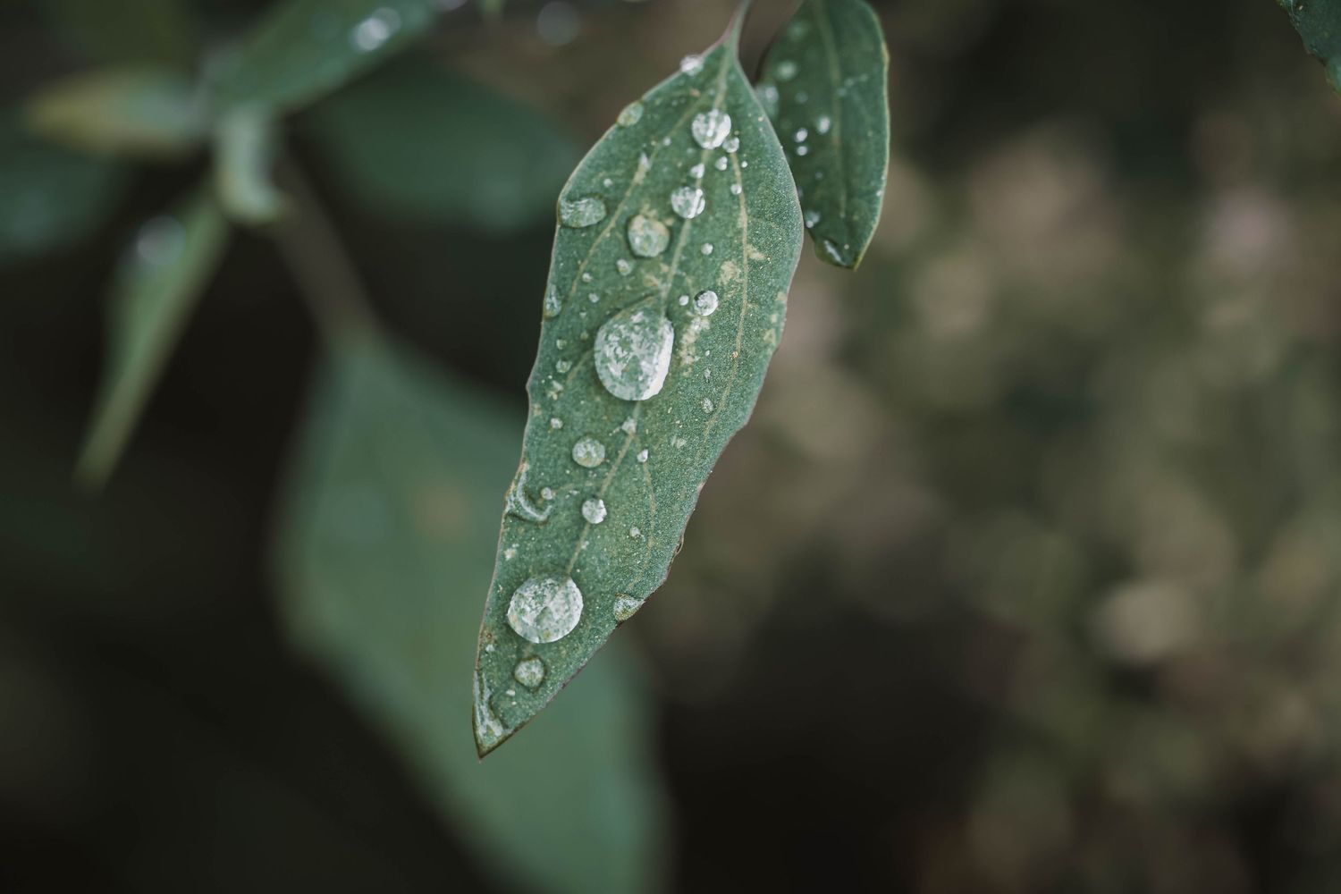 Close-up of vibrant green leaves covered in glistening water droplets after rain, with a blurred natural background.