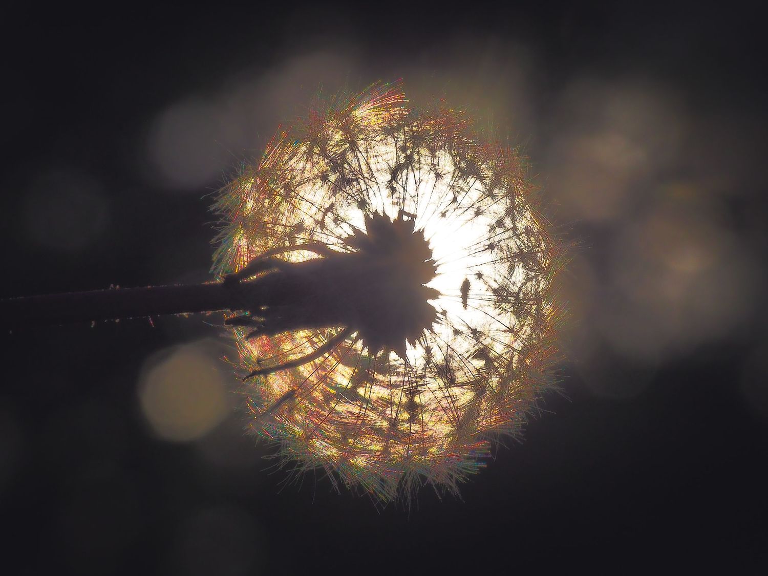 Glowing dandelion seed head illuminated against dark background with bokeh light effects creating ethereal spherical display.