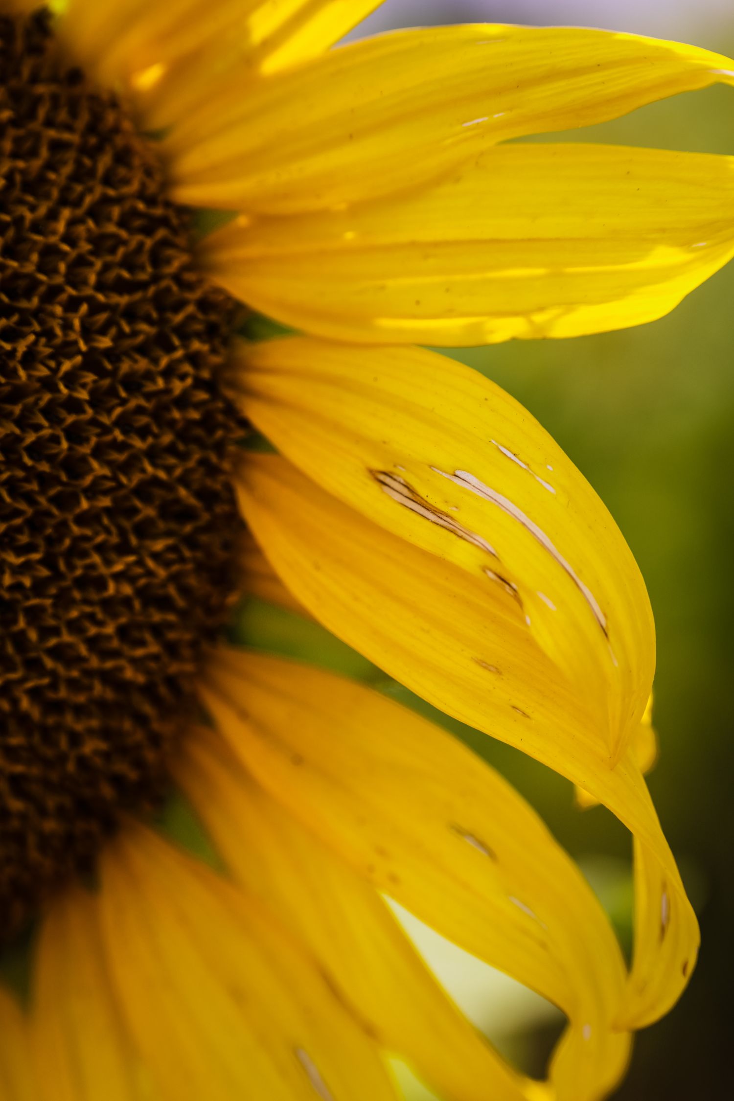 Close-up of a vibrant yellow sunflower with dark brown center against a soft green background.