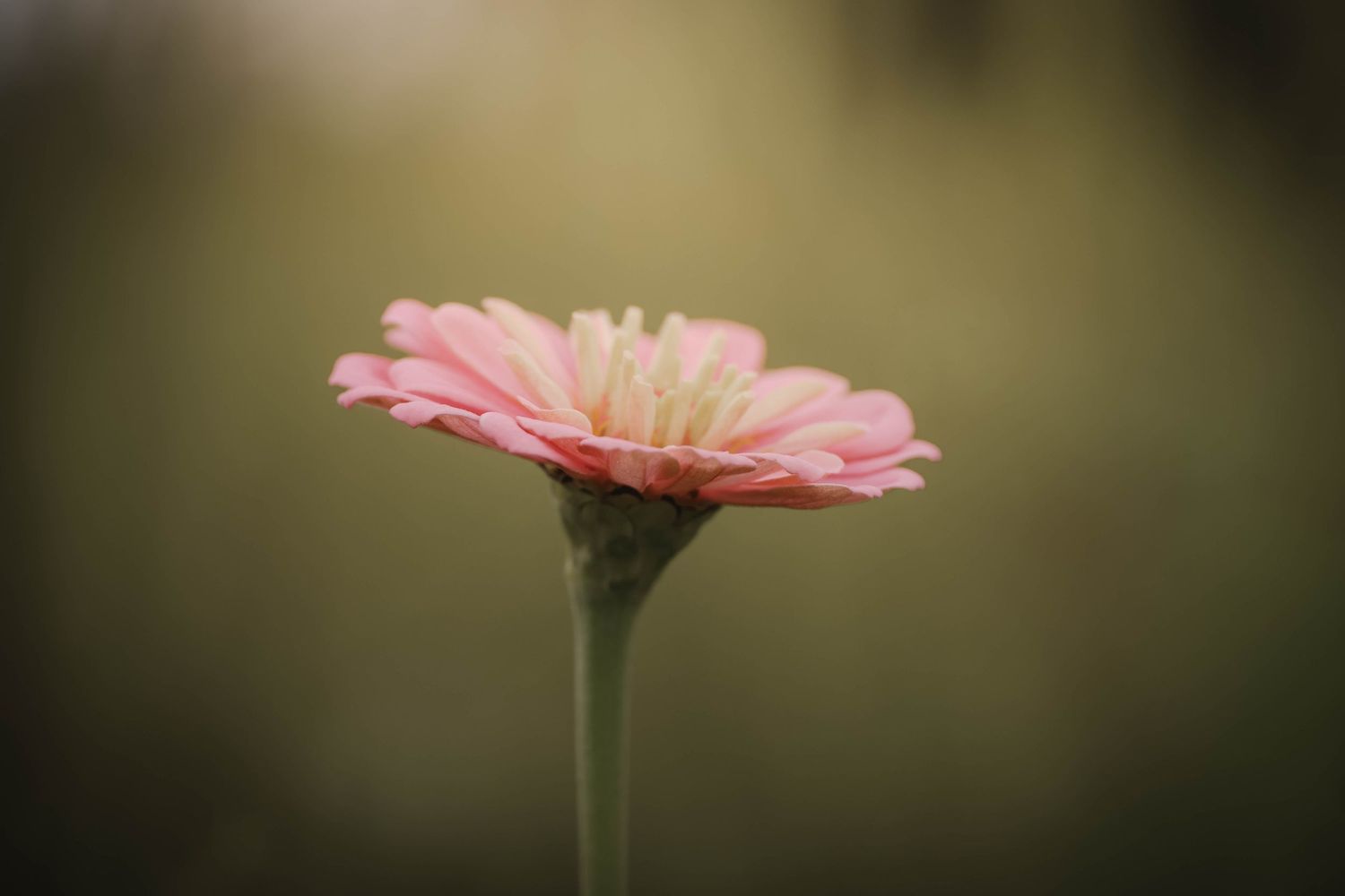 A delicate pink zinnia flower with yellow center on a green stem against a soft blurred green background.