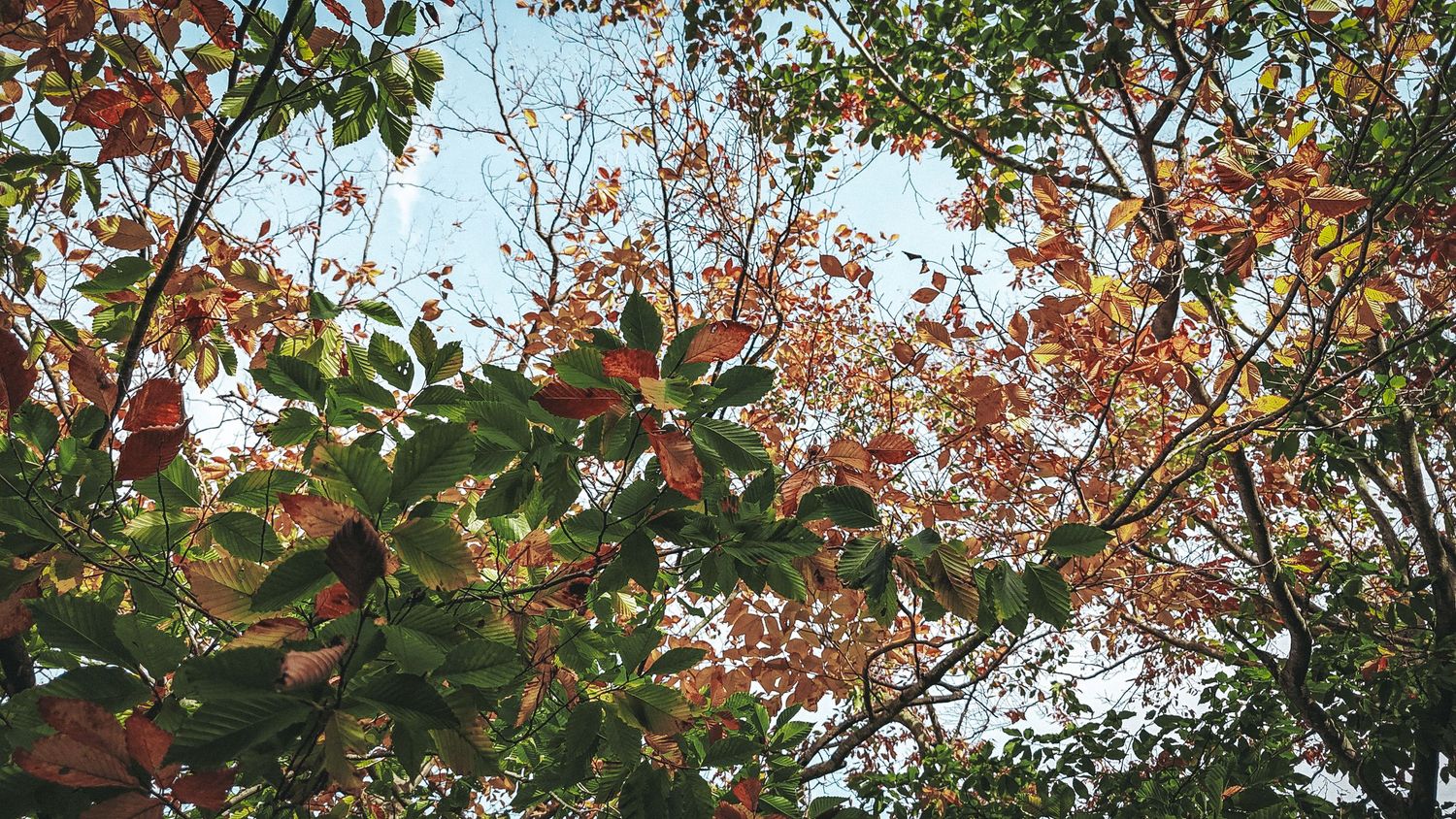 Autumn tree branches with colorful red, orange, and green leaves against a bright sky viewed from below.