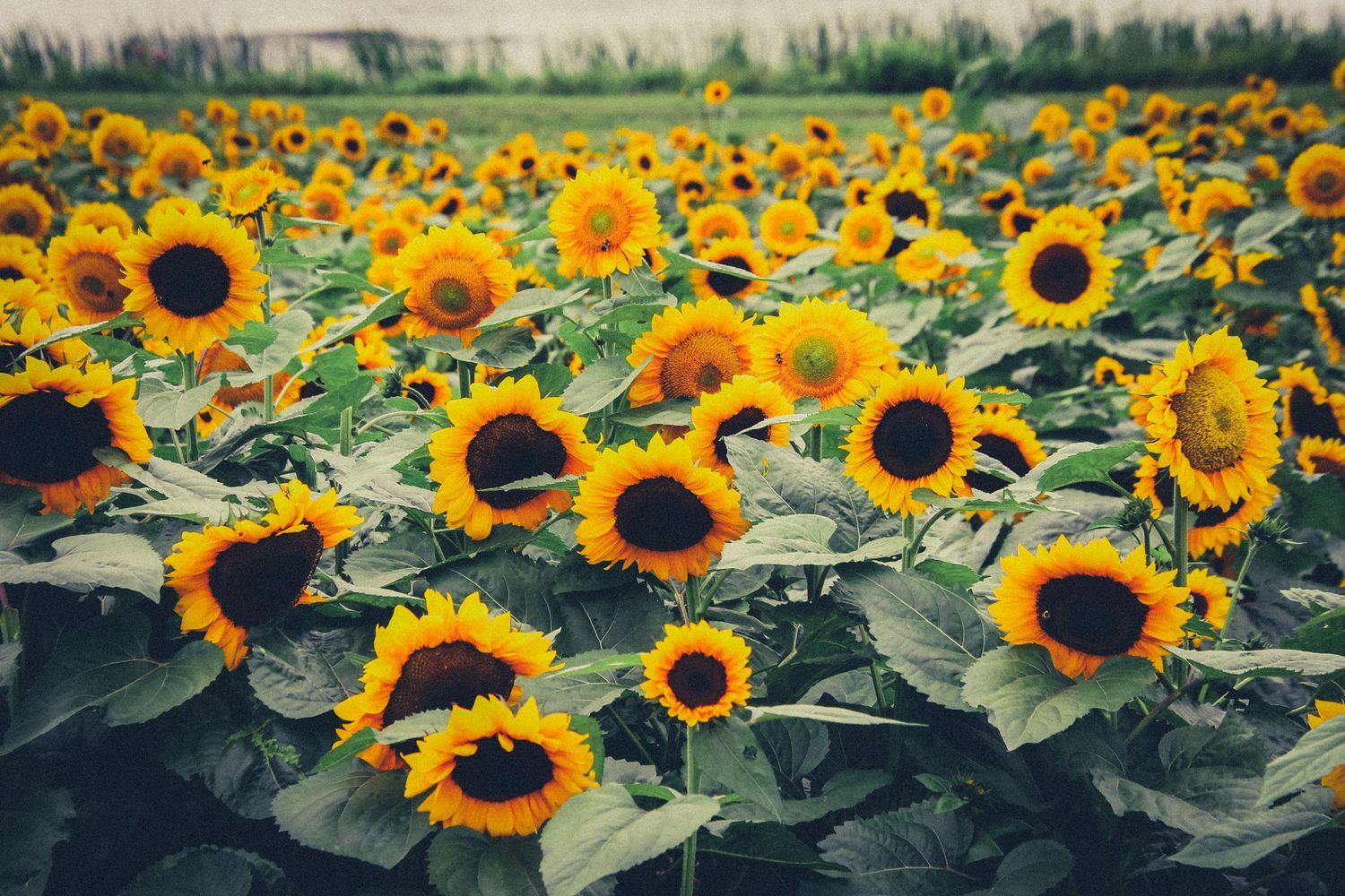 A panoramic view of vibrant sunflower fields stretching across the horizon under a cloudy sky.