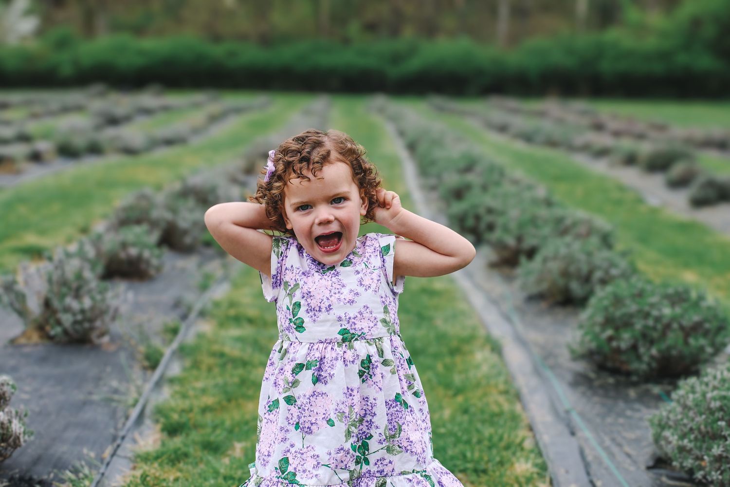 A young child in a floral dress stands between rows of lavender plants while playfully covering their ears.