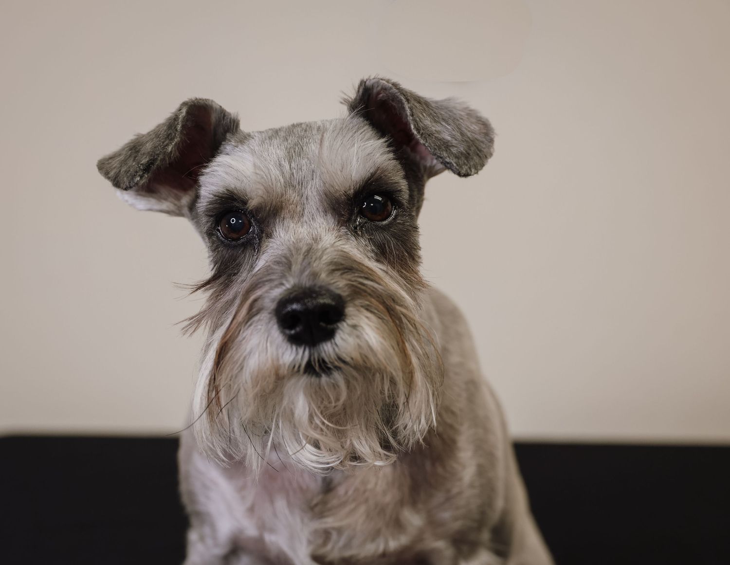 A series of close-up portraits showing a scruffy gray and white schnauzer dog from different angles.