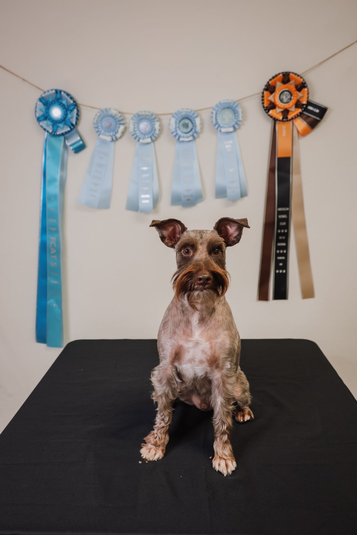 Four sequential photos show a scruffy brown dog posing on a black surface with blue ribbons and awards displayed behind it.