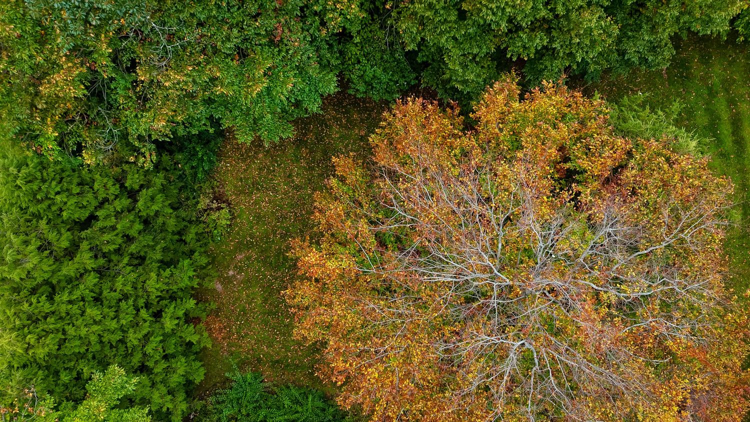 Aerial view of a winding forest road surrounded by vibrant autumn trees and green foliage during fall season.