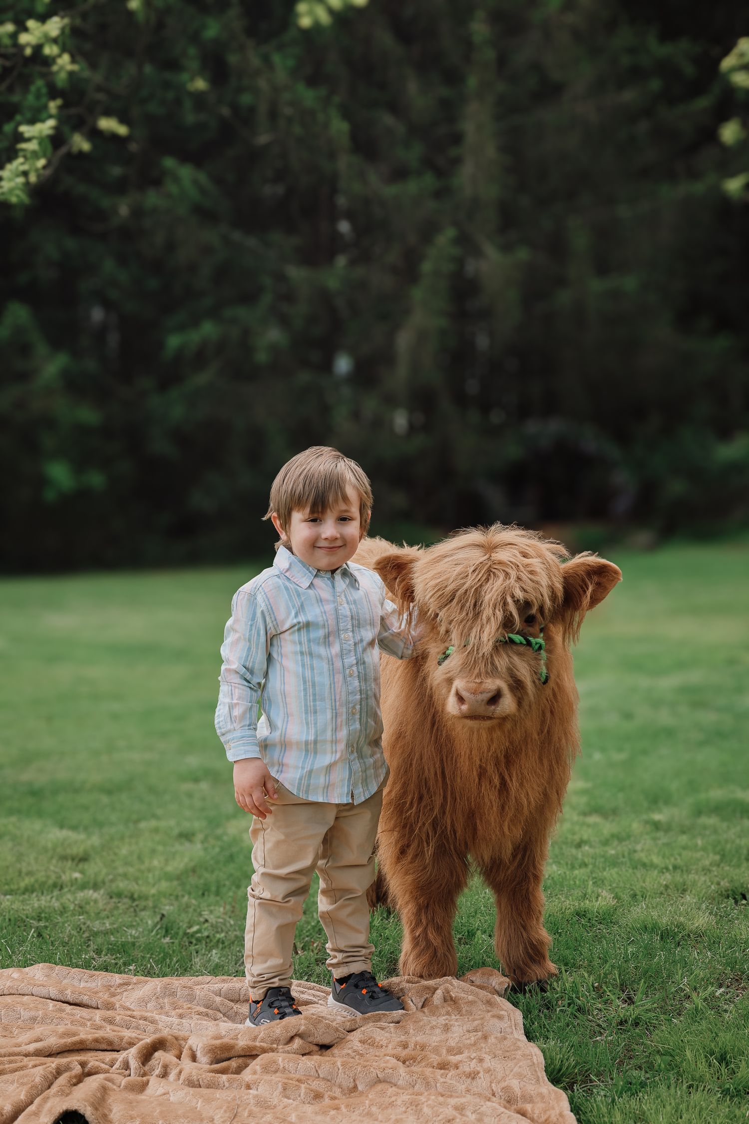A young child stands next to an adorable Highland cow calf with long reddish-brown fur on a grassy field.