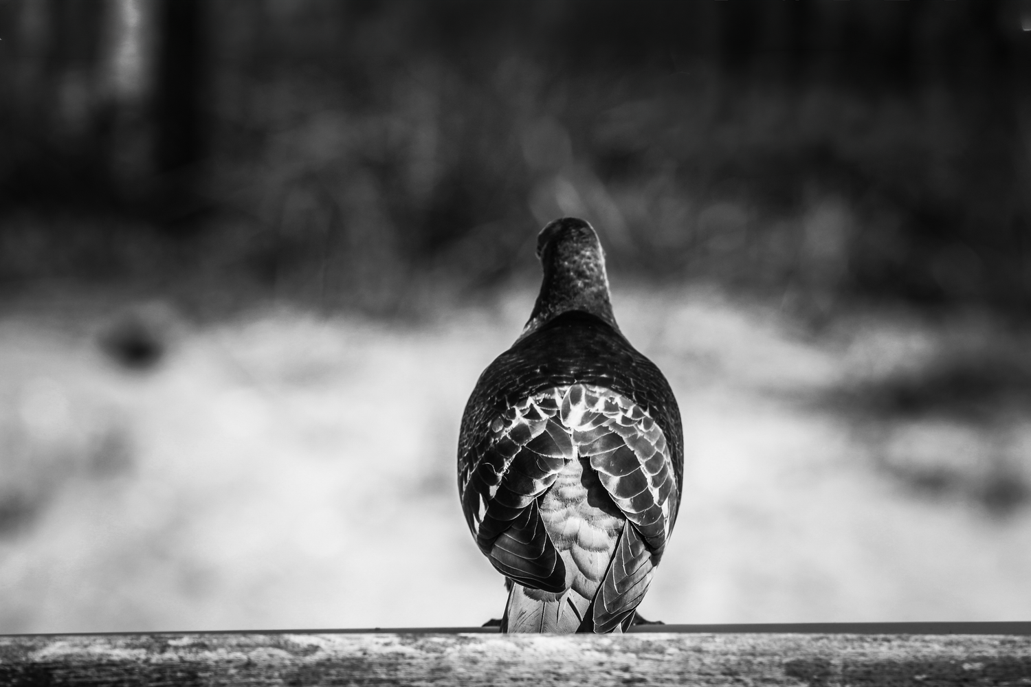 Black and white photo of a wild turkey seen from behind, standing on a wooden surface with a blurred forest background.