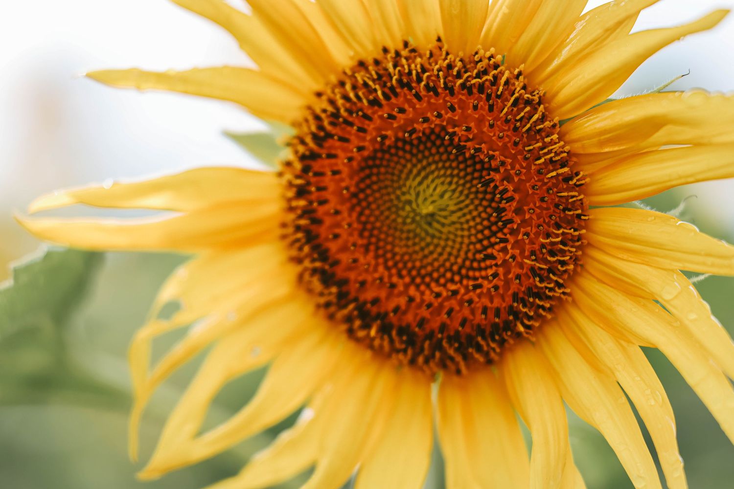 Close-up of a vibrant yellow sunflower with an orange-brown center in full bloom against a soft green background.