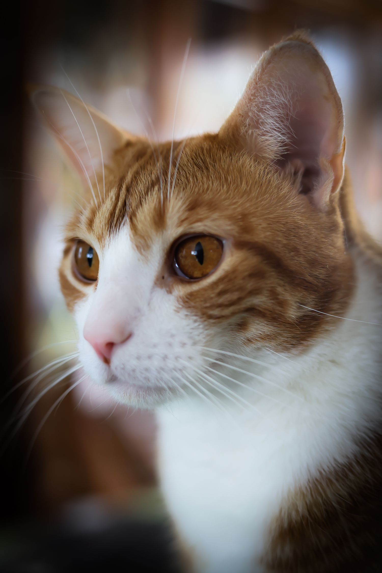 Close-up portrait of an orange and white cat with bright amber eyes gazing intently at the camera.