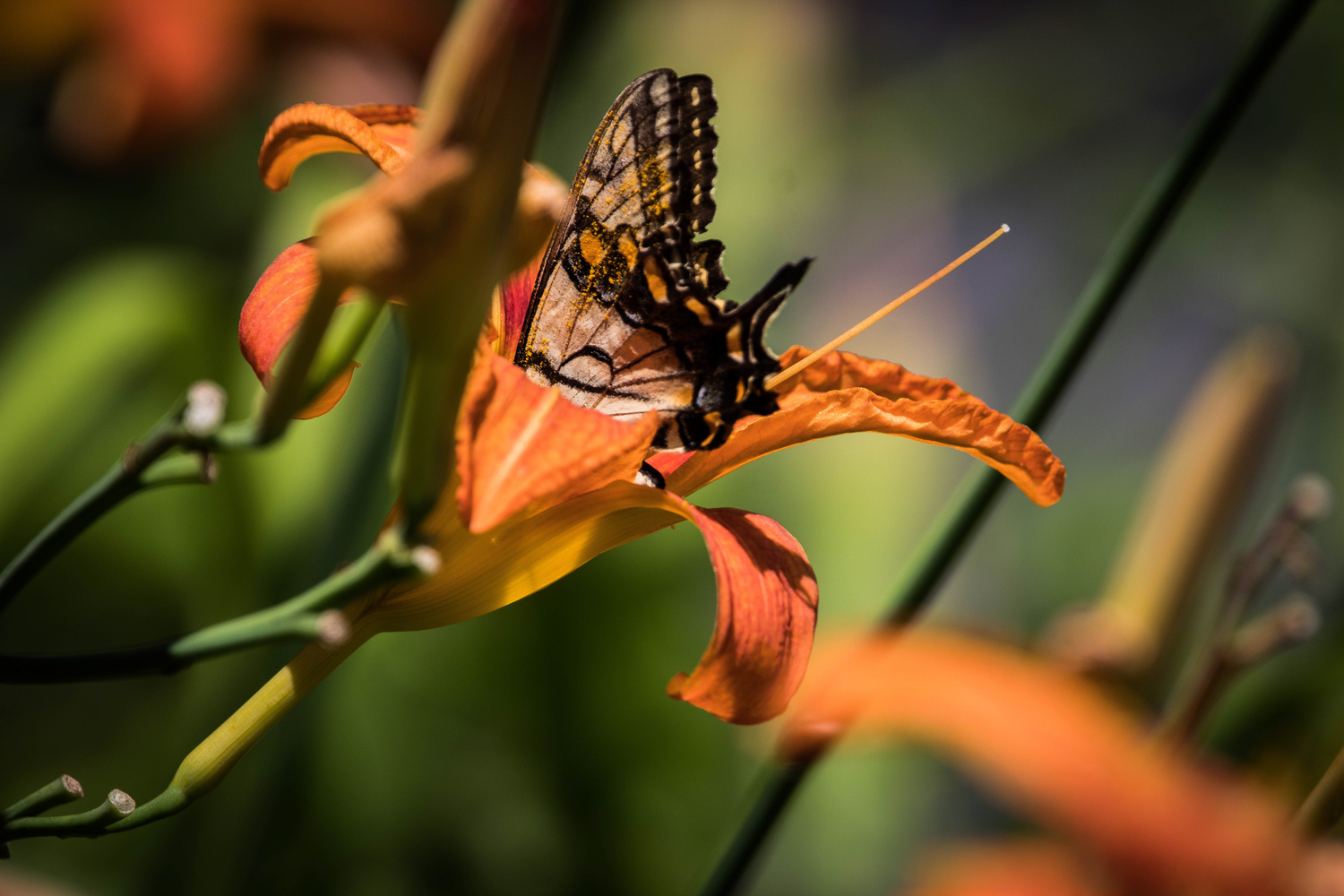 A black and yellow swallowtail butterfly perched on a vibrant orange day lily in a lush garden setting.