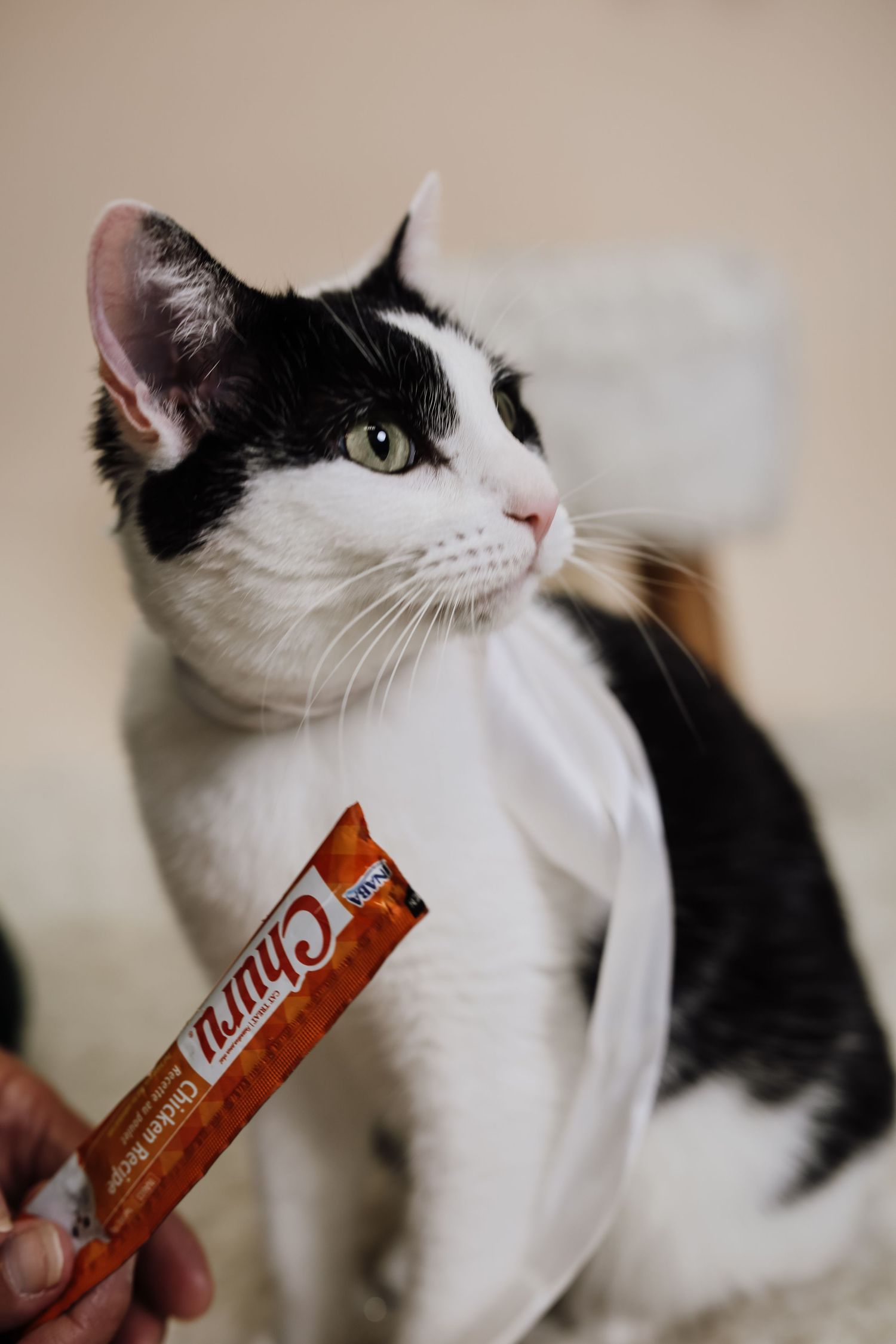 A black and white cat eagerly sniffs a Temptations cat treat being offered in a series of sequential photos.
