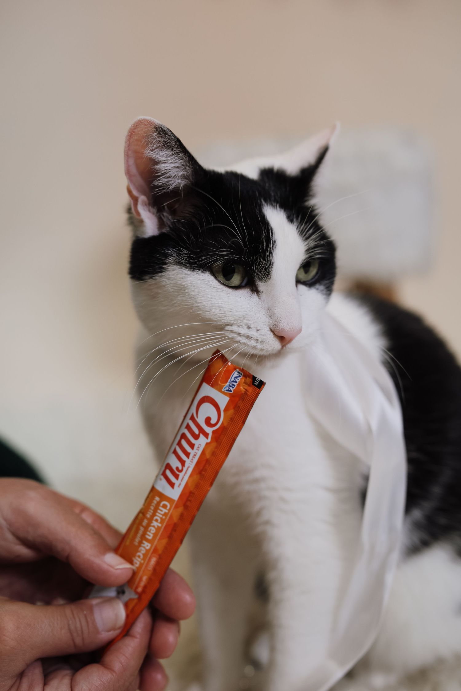 A black and white cat curiously sniffs an orange Lofthouse cookie package held by someone's hand.