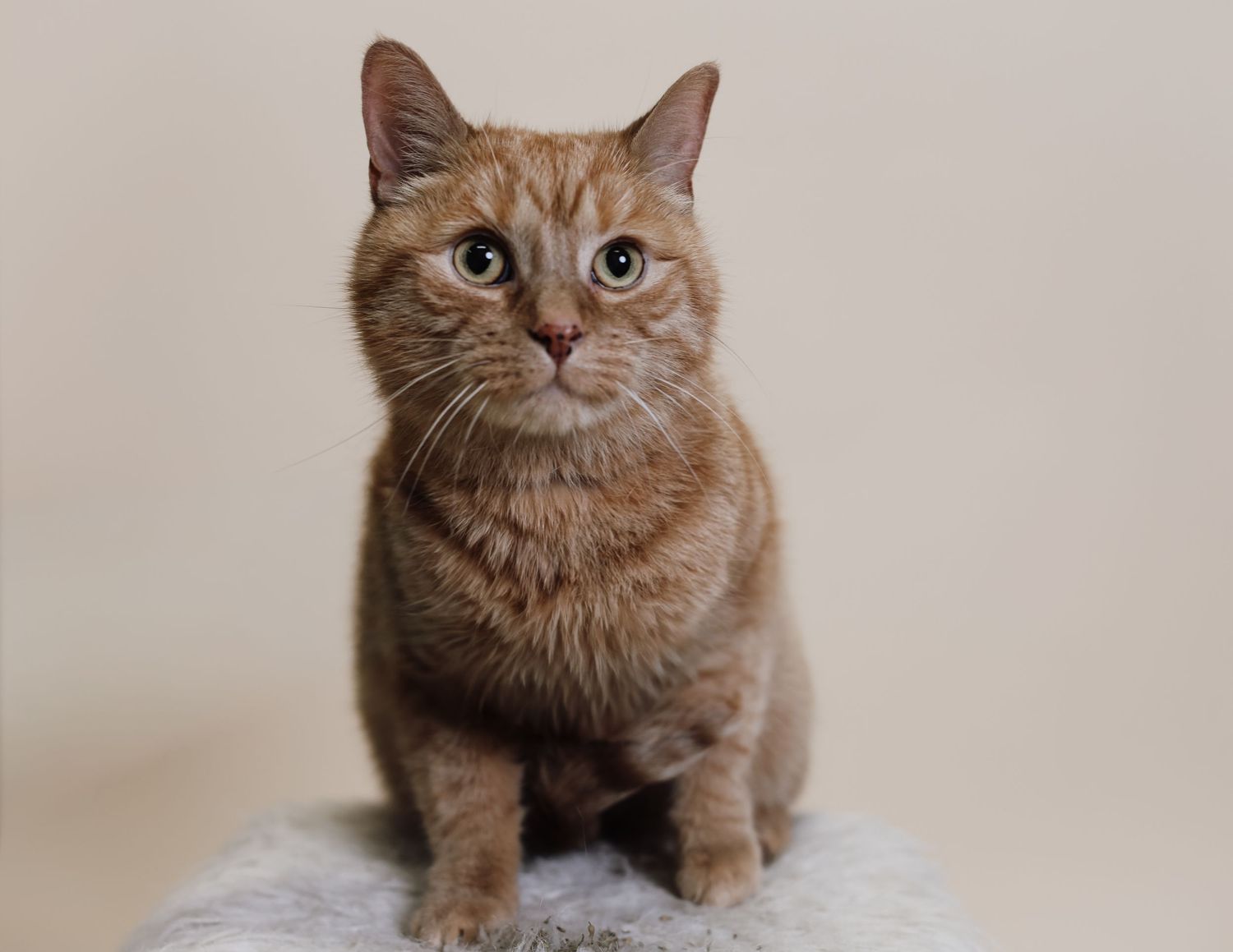 An orange cat sits on a beige couch with a curious expression, photographed in a series of similar poses.