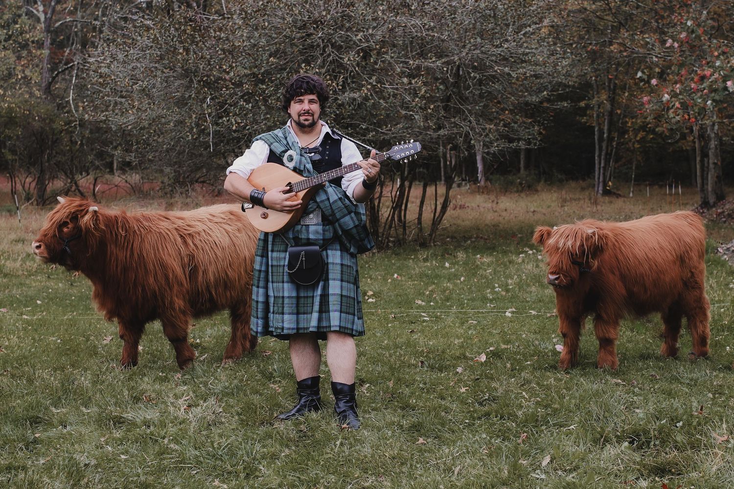 A group of Highland cattle with long reddish-brown coats grazing together in a grassy field.