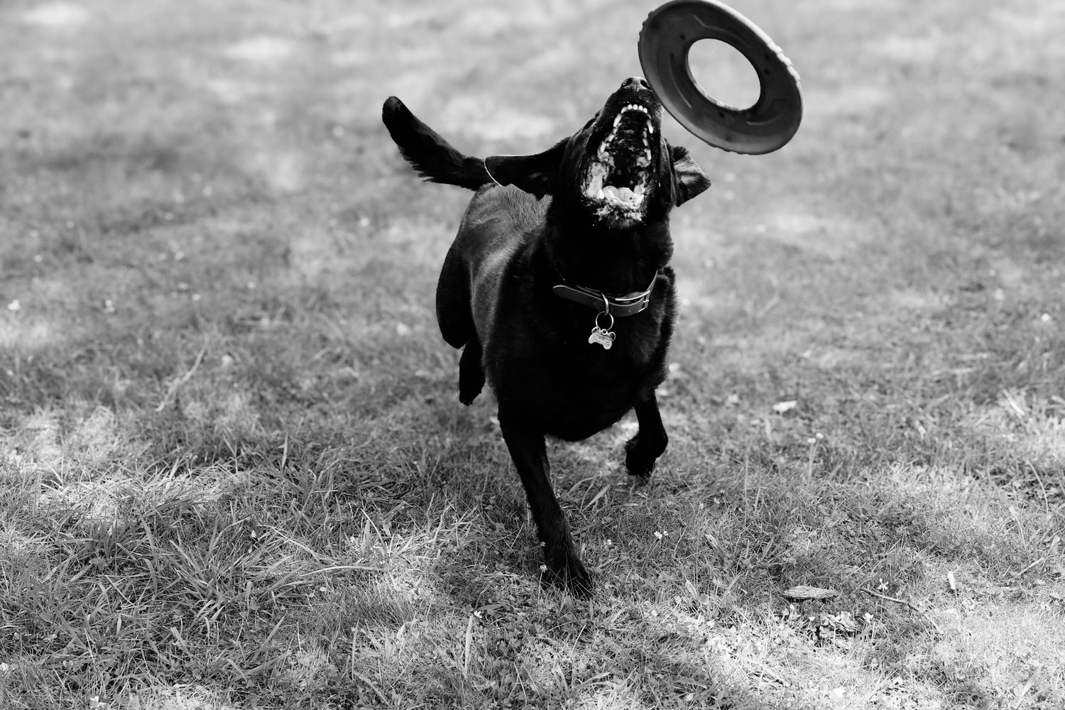 A sequence of black and white photos showing a playful black French Bulldog running and jumping in a grassy area.