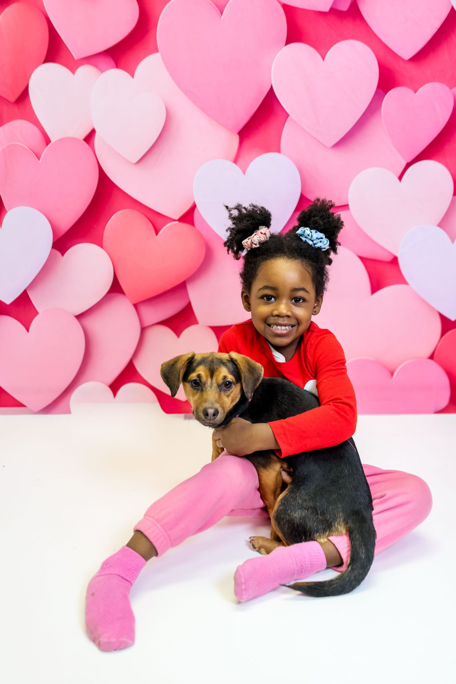 A brown dog poses against a pink heart-covered backdrop for a festive Valentine's Day photoshoot.