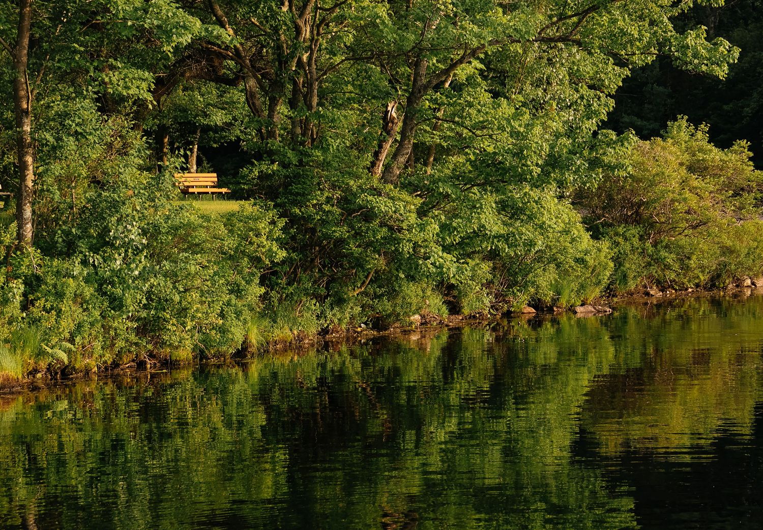Tranquil riverside scene with lush green trees reflecting in calm water and a glimpse of a wooden structure in the forest.