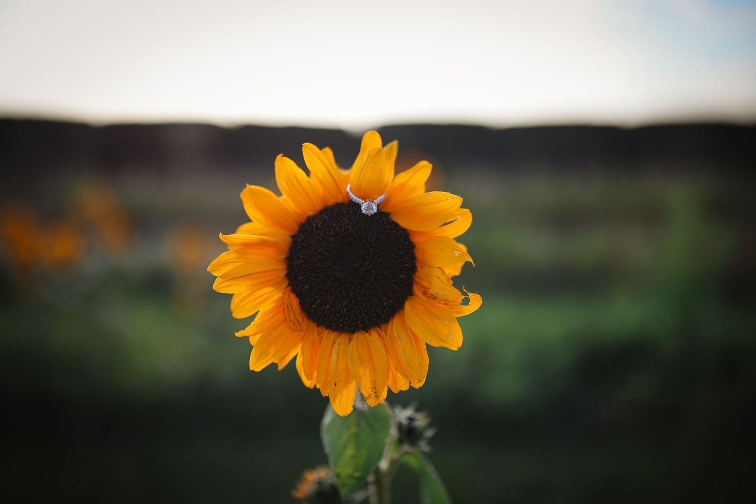 A vibrant sunflower blooms against a blurred natural background in golden evening light.