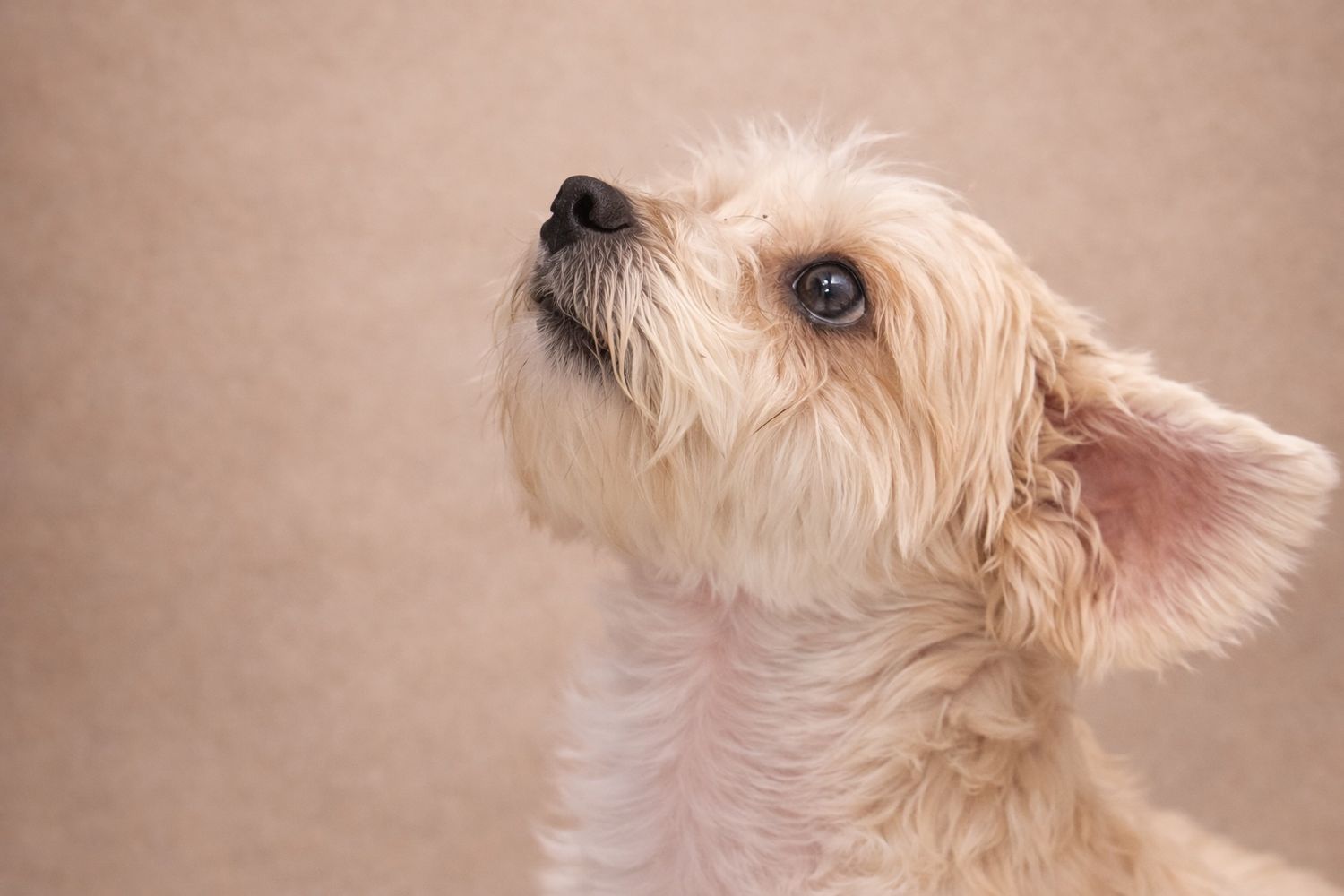 Adorable fluffy cream-colored small dog looking upward against a soft beige background.