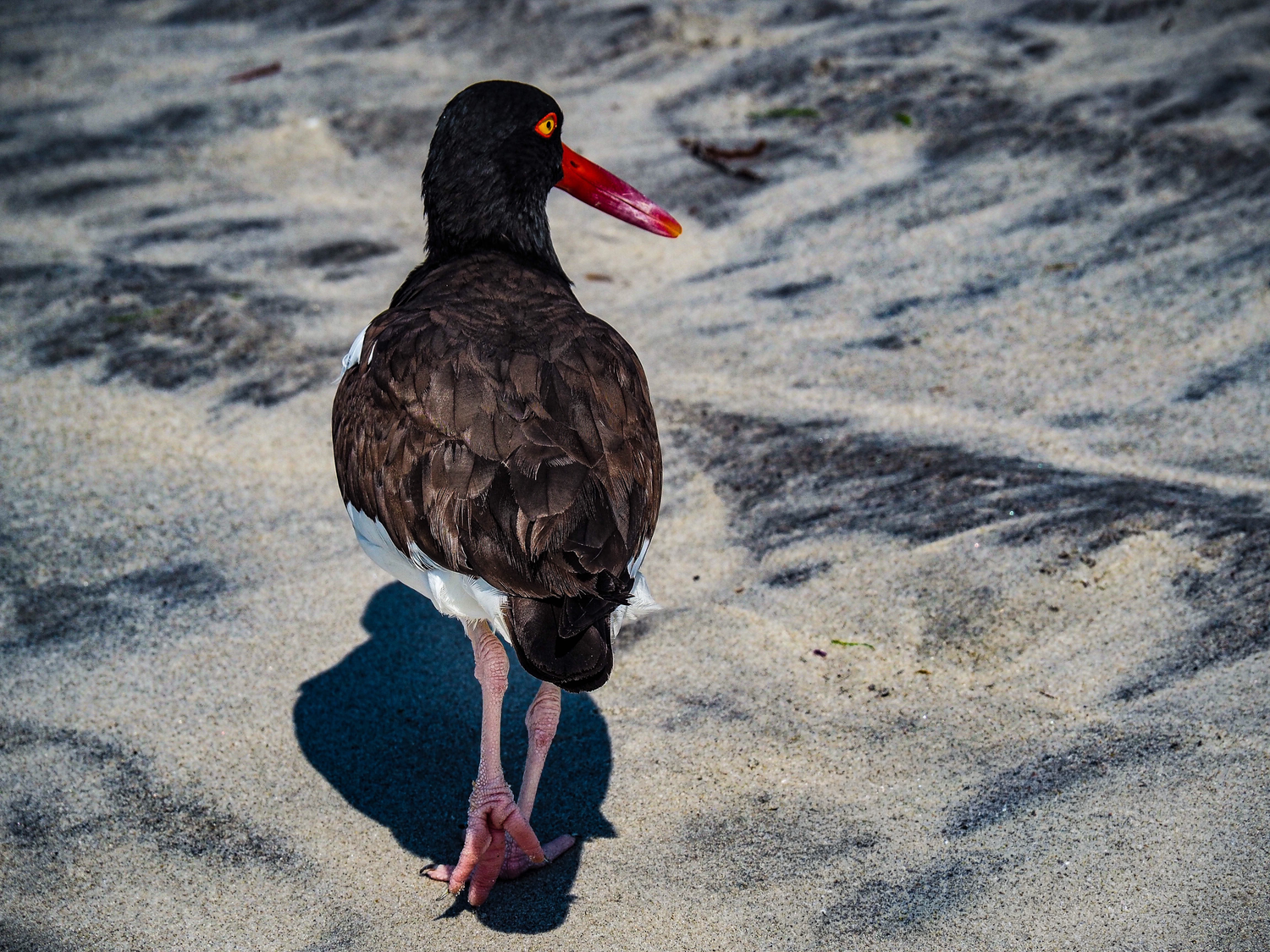 A black oystercatcher bird with a red beak and yellow eye stands on sandy beach casting a shadow.