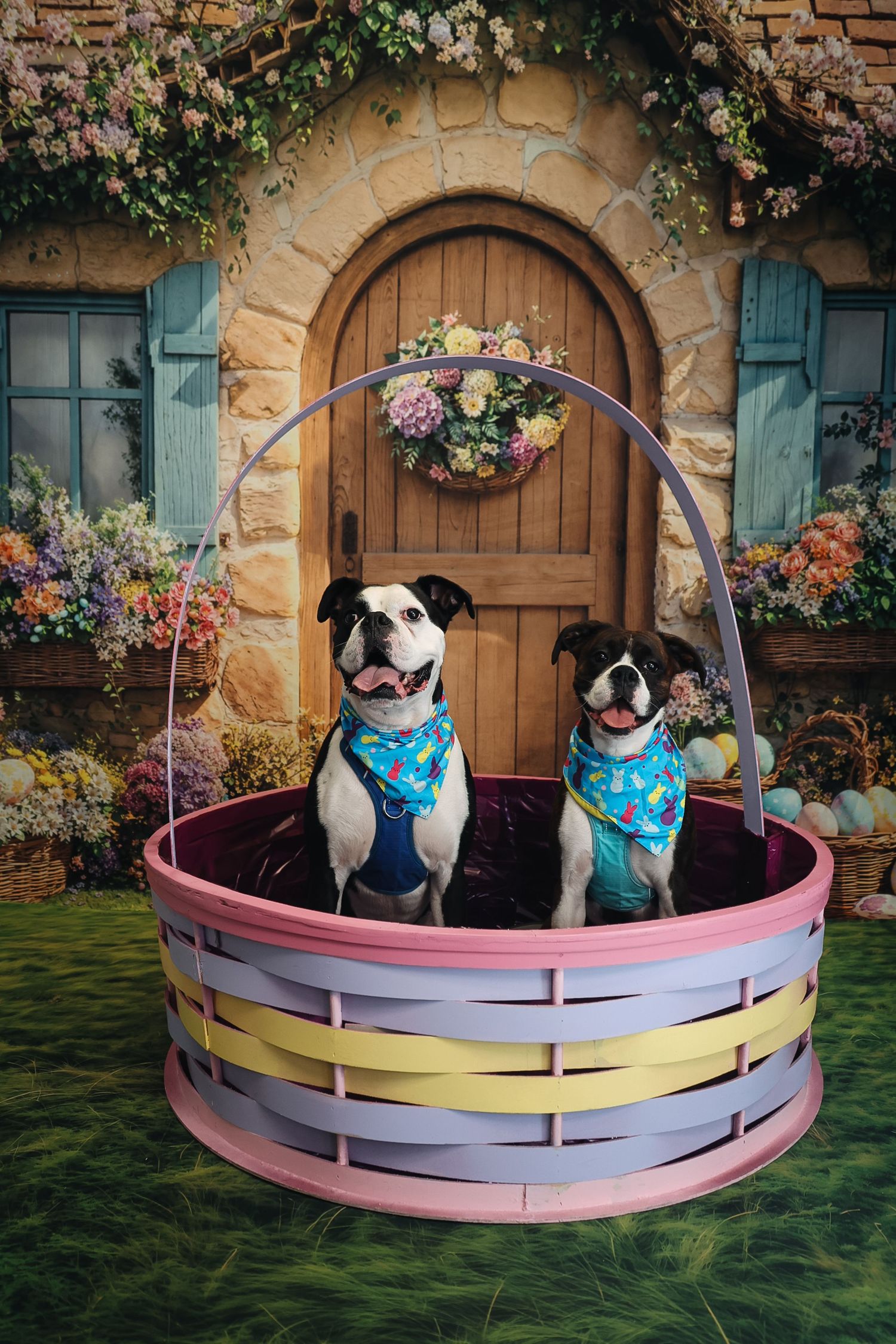 Two Boston Terriers in bandanas sit inside a large Easter basket before a charming cottage door with spring flowers.