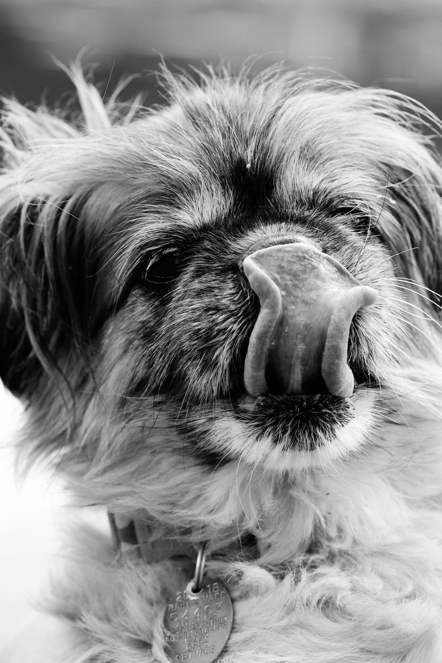 Close-up black and white photo of a shaggy dog's nose and snout with fluffy fur and a collar tag.